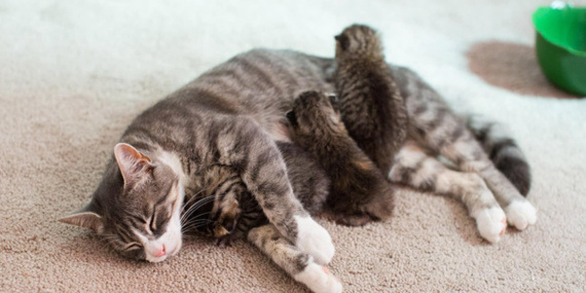 Кошка брата мам. Кошка с котятами. Котенок ползет к маме. Мама кошка. Фото кошек и котят.