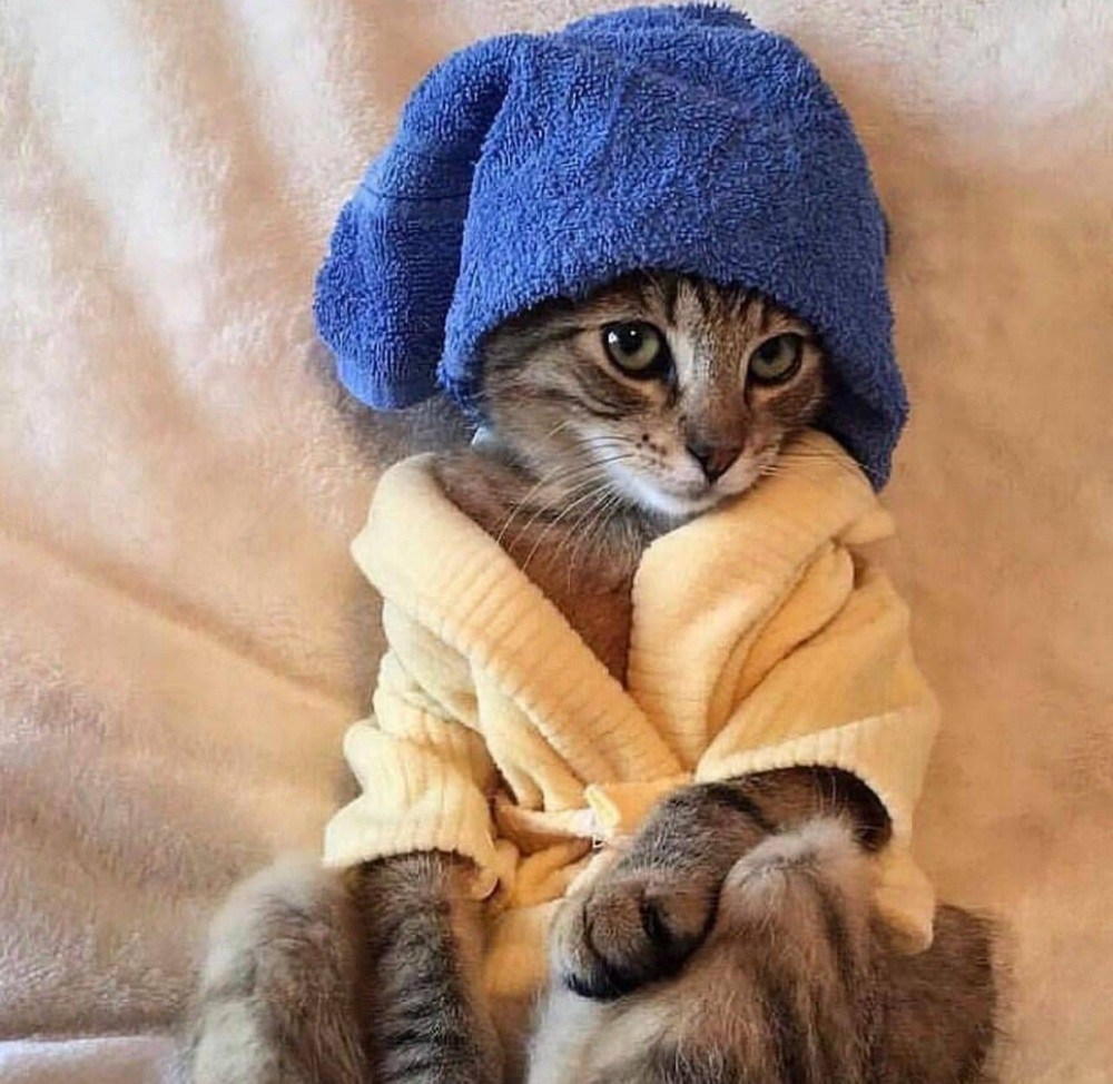 Кошка с полотенцем на голове