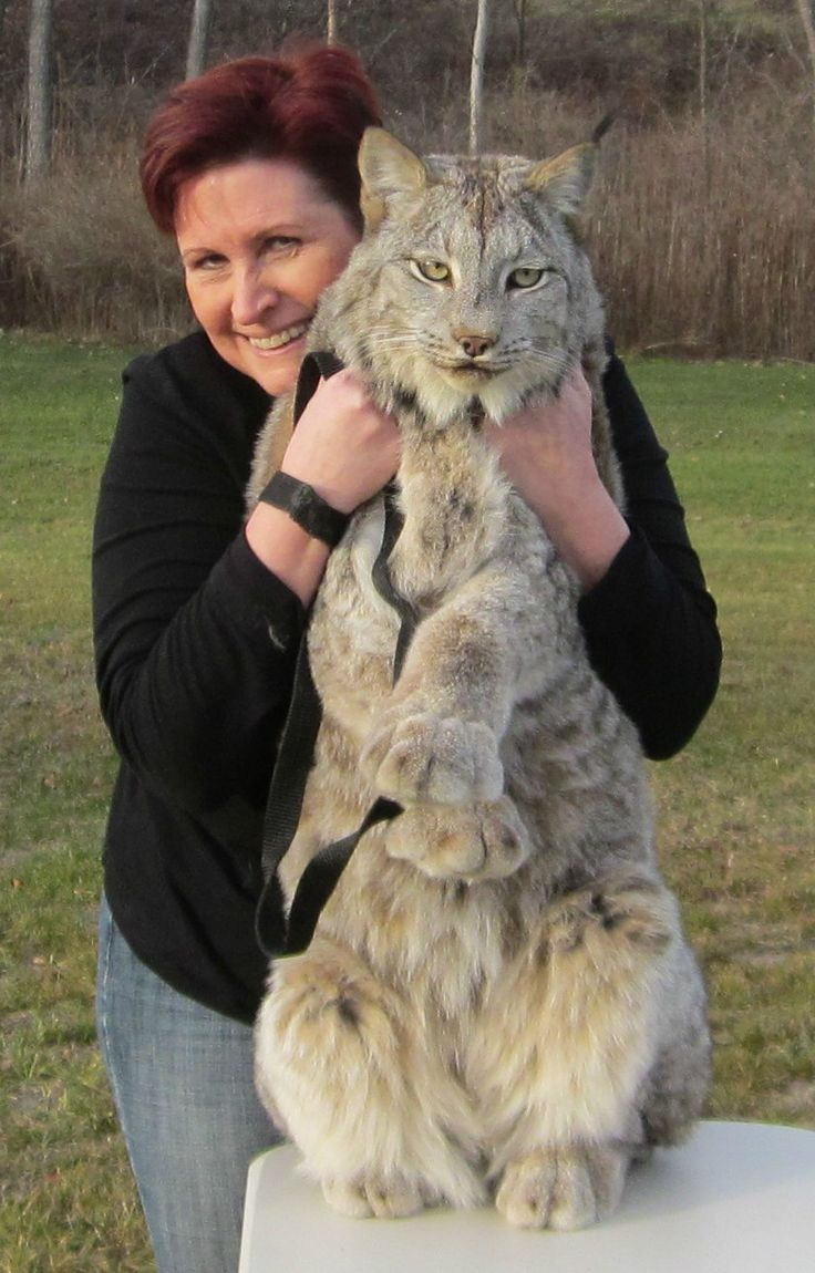 Огромные домашние кошки