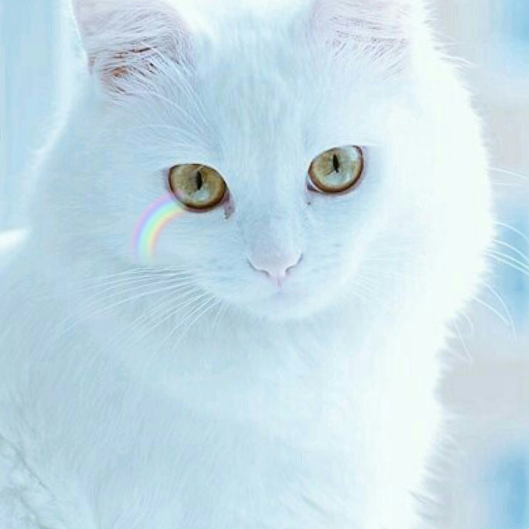 Whitecat727