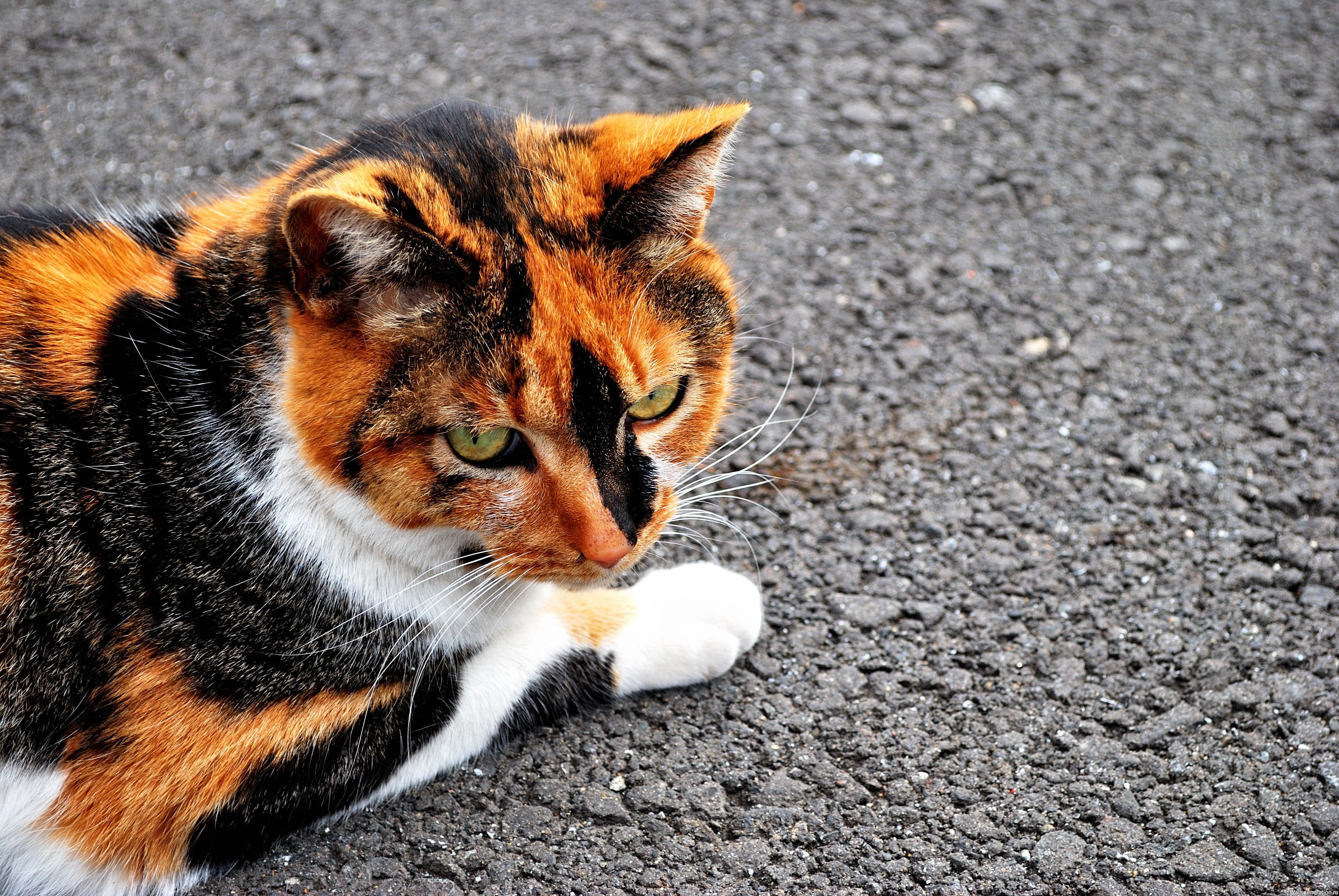 Кошка черная с рыжими пятнами порода. Трехцветная черепаховая кошка. Черно рыжая черепаховая кошка. Черепашья порода кошек. Европейская черепаховая кошка.