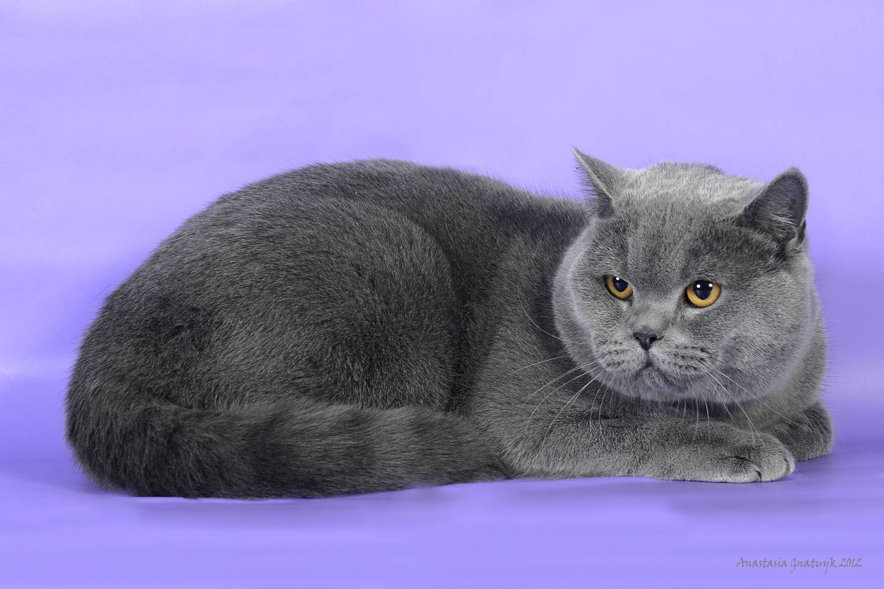 Фотографии кошки британской породы. Кот породы британец. Британский короткошерстный кот. Британская короткошёрстная кошка. Британская голубая кошка.