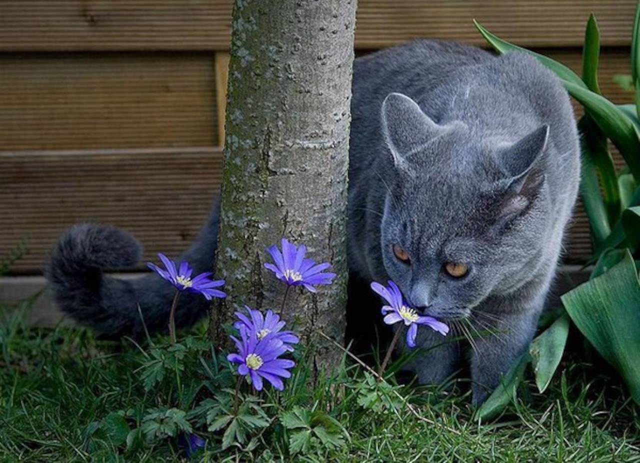 Кот синего цвета