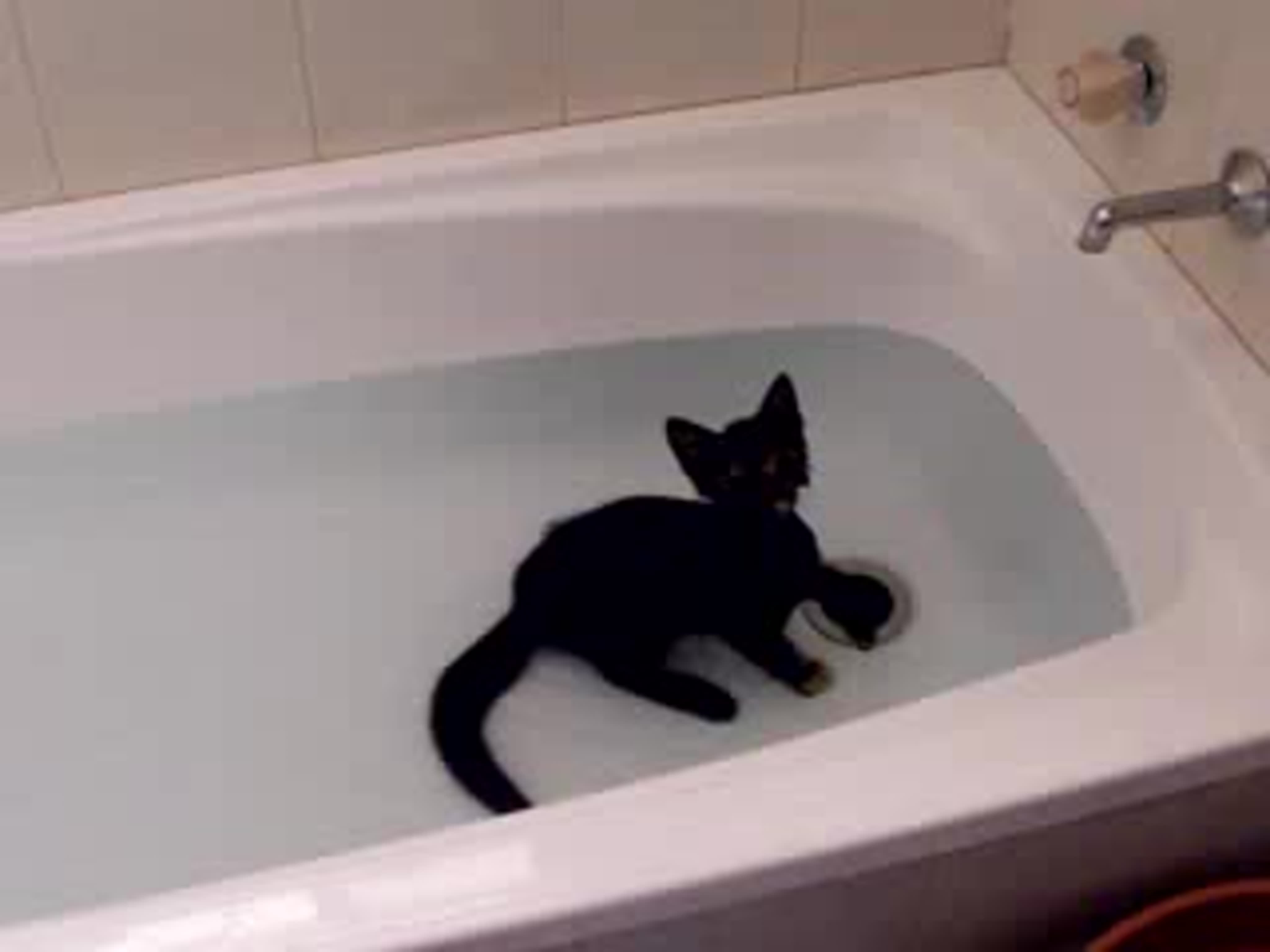 Черная кошка в ванне