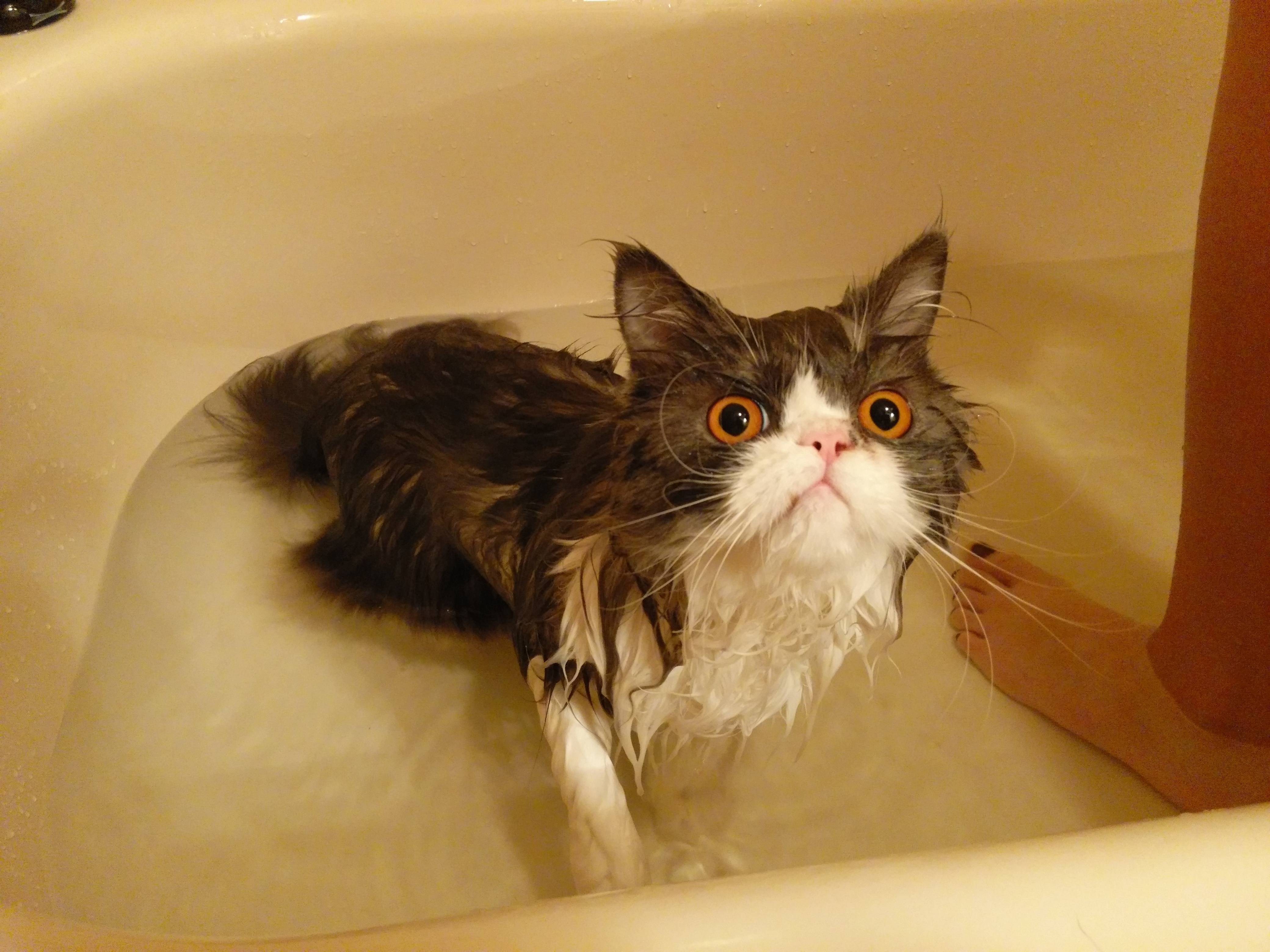 Мокрая киска с разговорами. Мокрый кот. Мокрая кошка. Мокрый кот в ванне. Мокрый котенок.