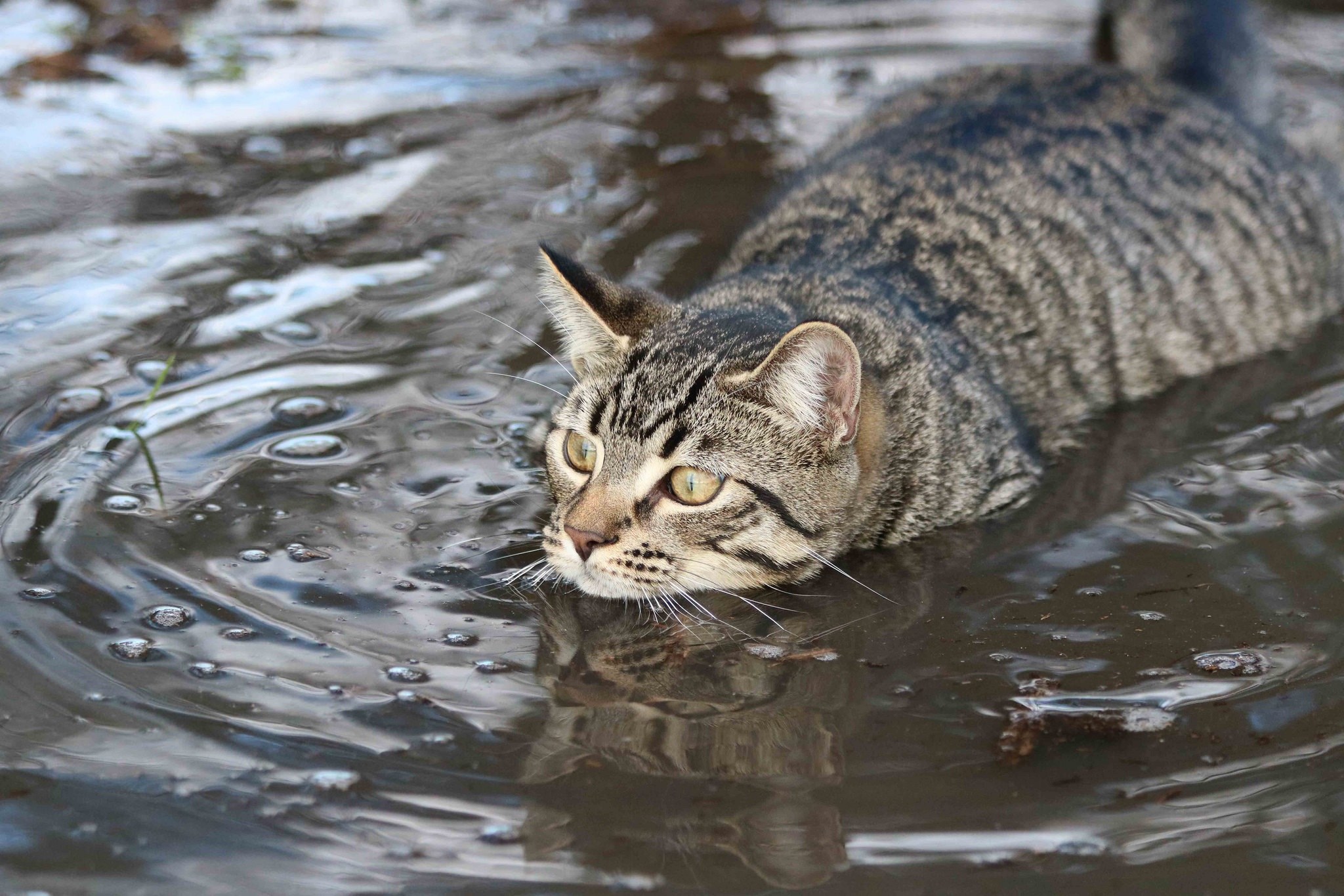 Кот плывущий по воде. Кот плывет. Речные котики. Водоплавающий кот. Кошка в воде.