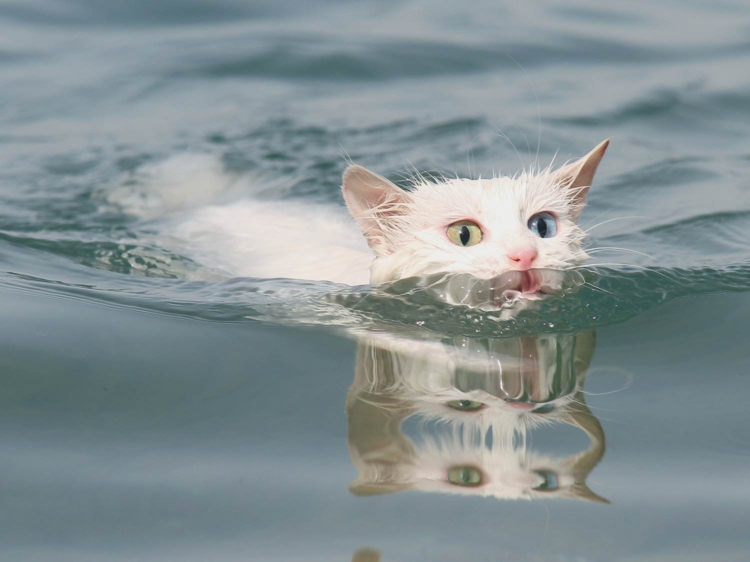Коты с озера Ван Турция