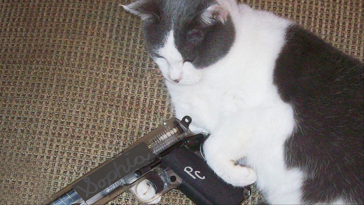 Кот угрожает. Кот с пистолетом. Кот с ножом. Котенок с оружием. Котенок с ножом.