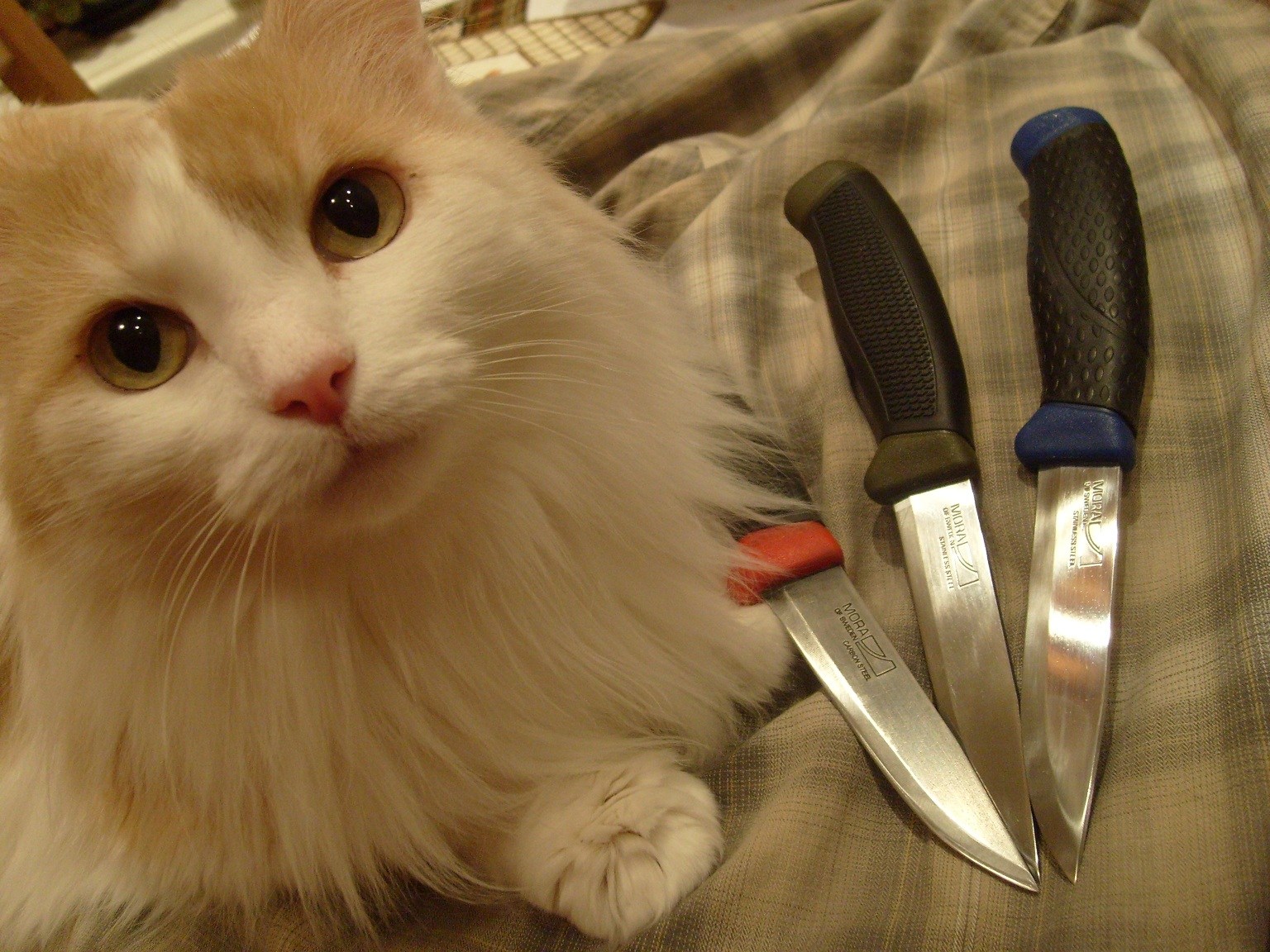 Кот угрожает. Кот с ножом. Коты с ножами. Кошечка с ножом.