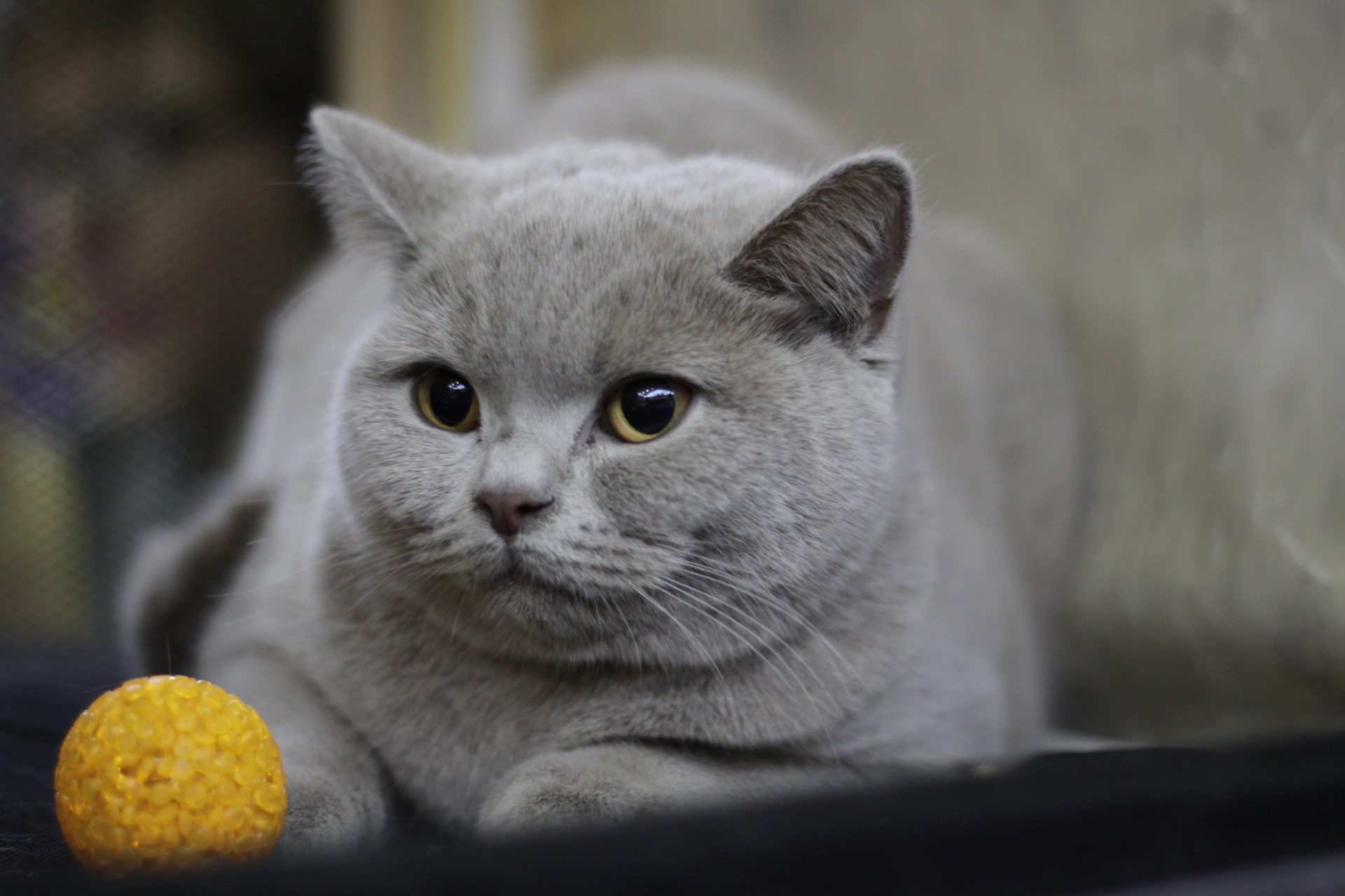 Сколько живут британские кошки. Британская короткошёрстная кошка шартрез. Британская кошка короткошерстная серая. Британский тяжеловес кот. Улыбчивый британец.