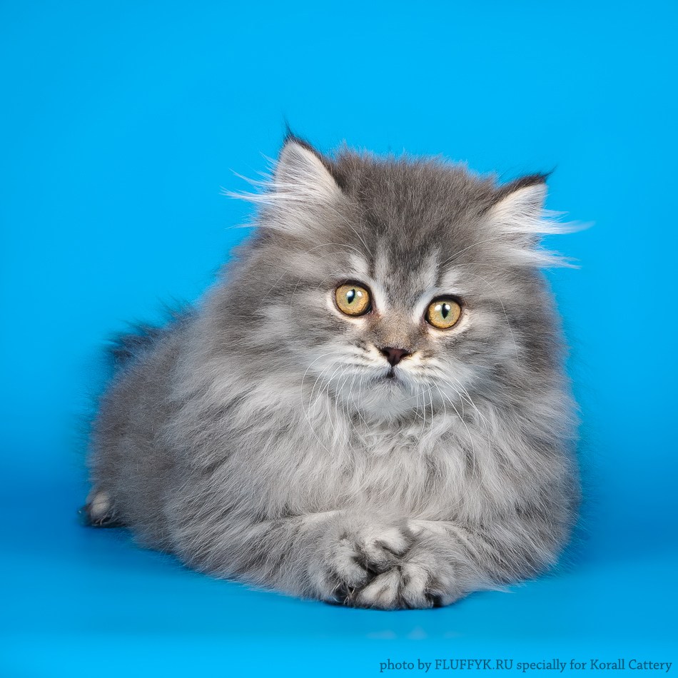Длинношерстный шотландский кот прямоухий - картинки и фото koshka.top