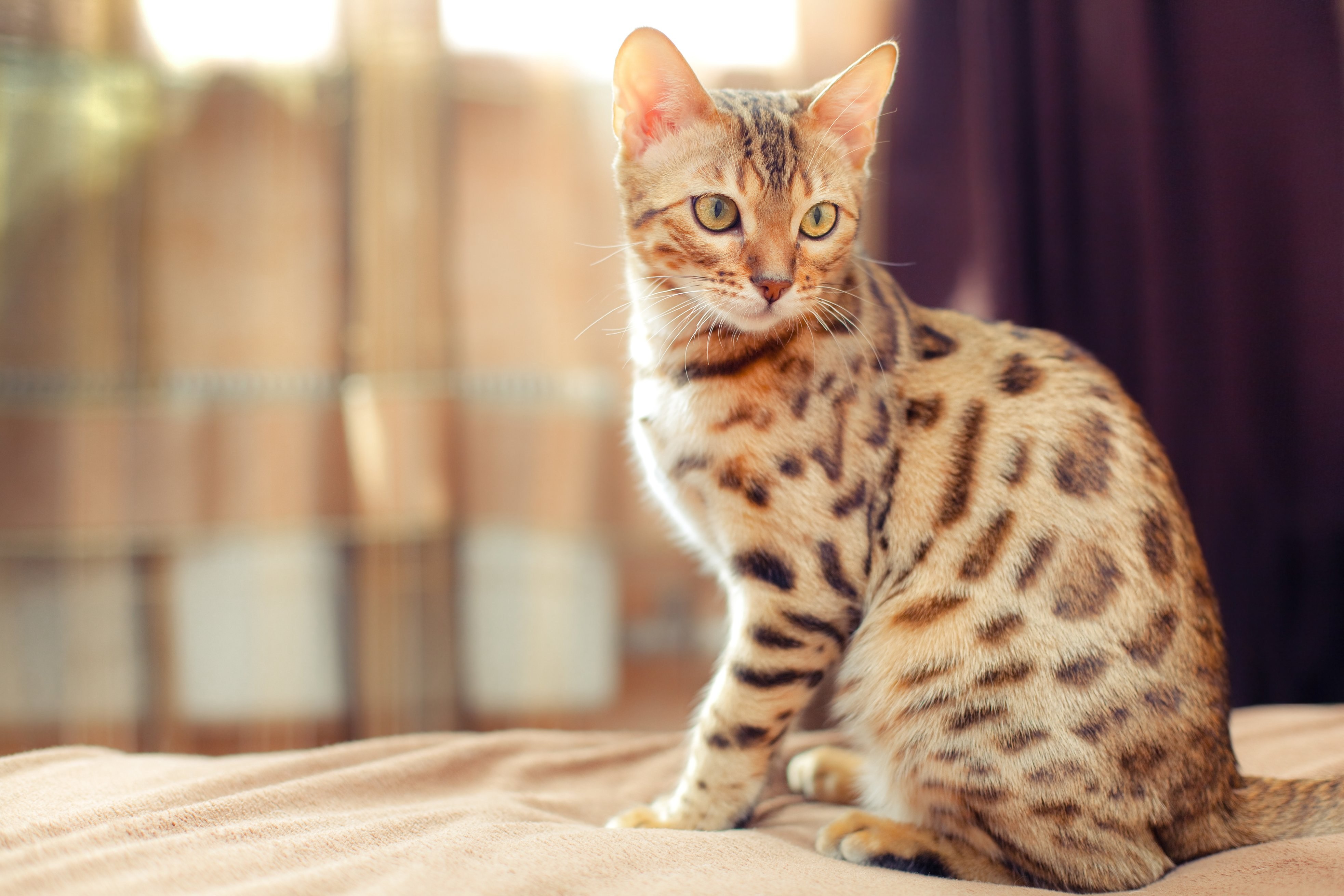 Рассмотрите фотографию пятнистой кошки породы бенгальская