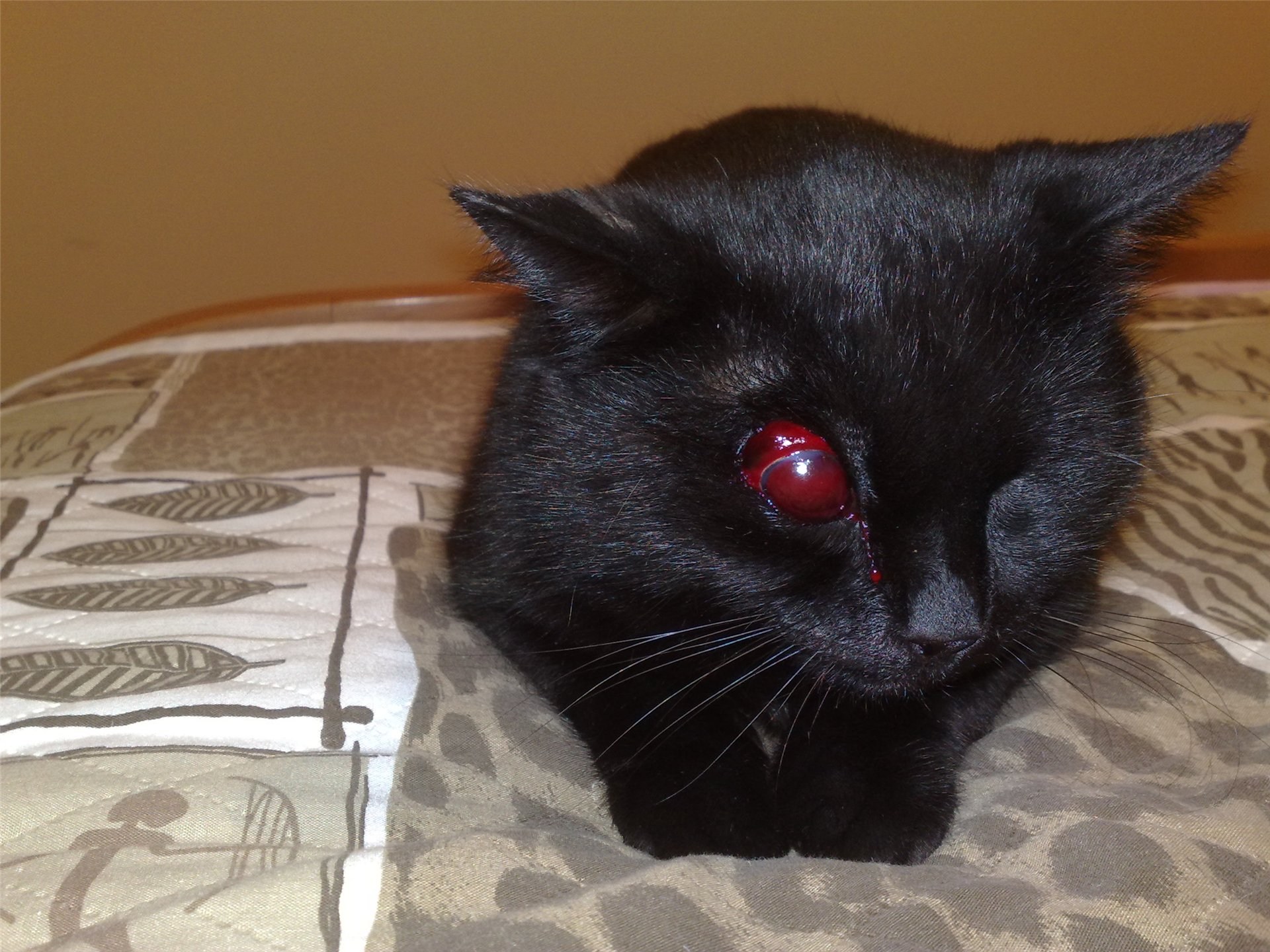 Чёрная кошка с красными глазами