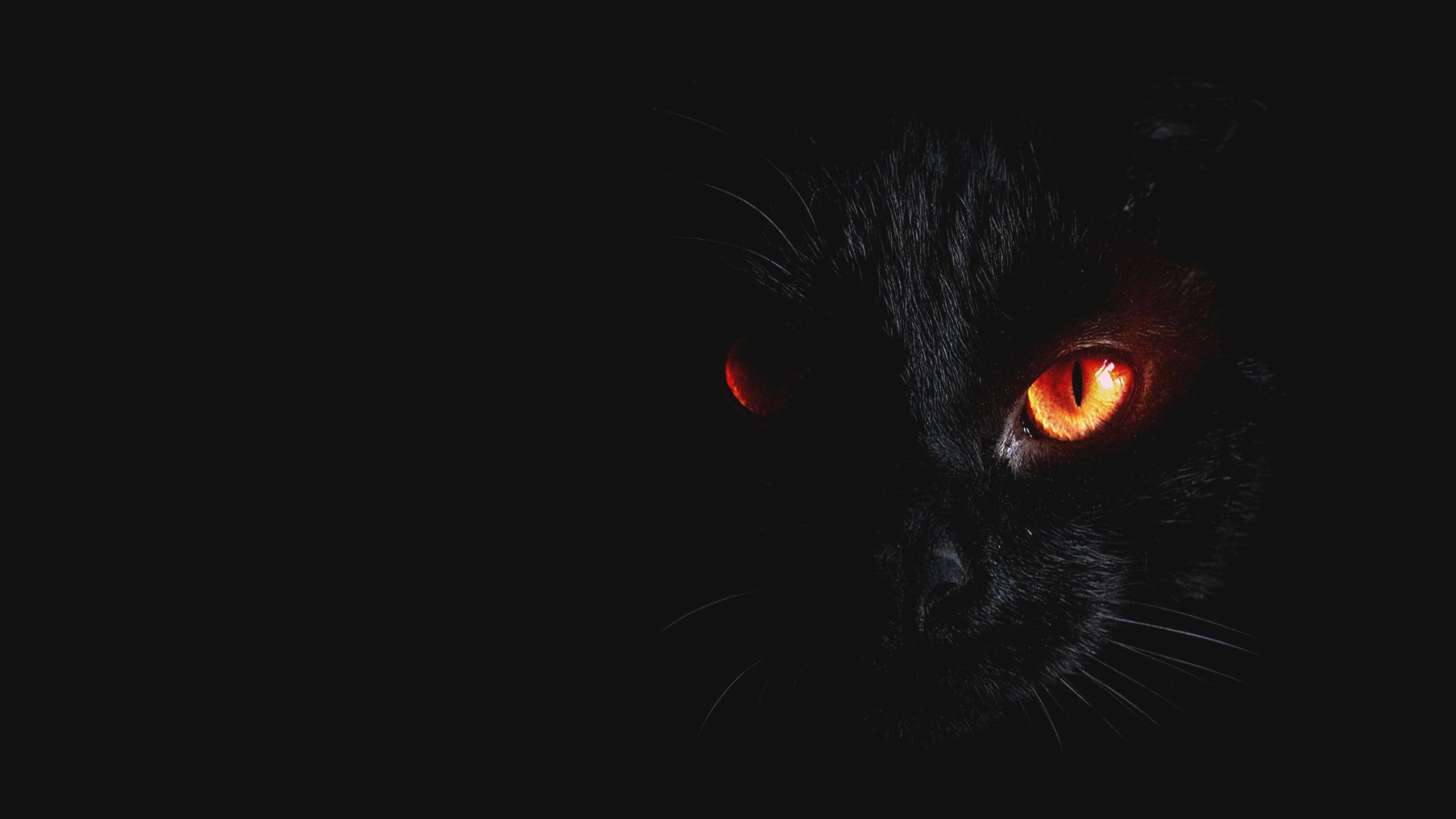 Чёрный котёнок с красными глазами