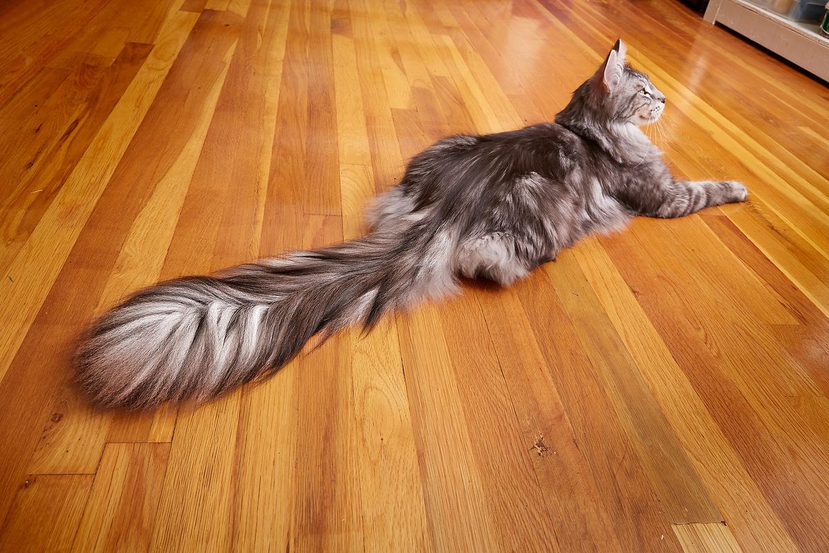 Tall cat. Кот Сигнус с самым длинным хвостом. Мейн кун хвост. Сигнус кот порода. Кошка Мейн кун.