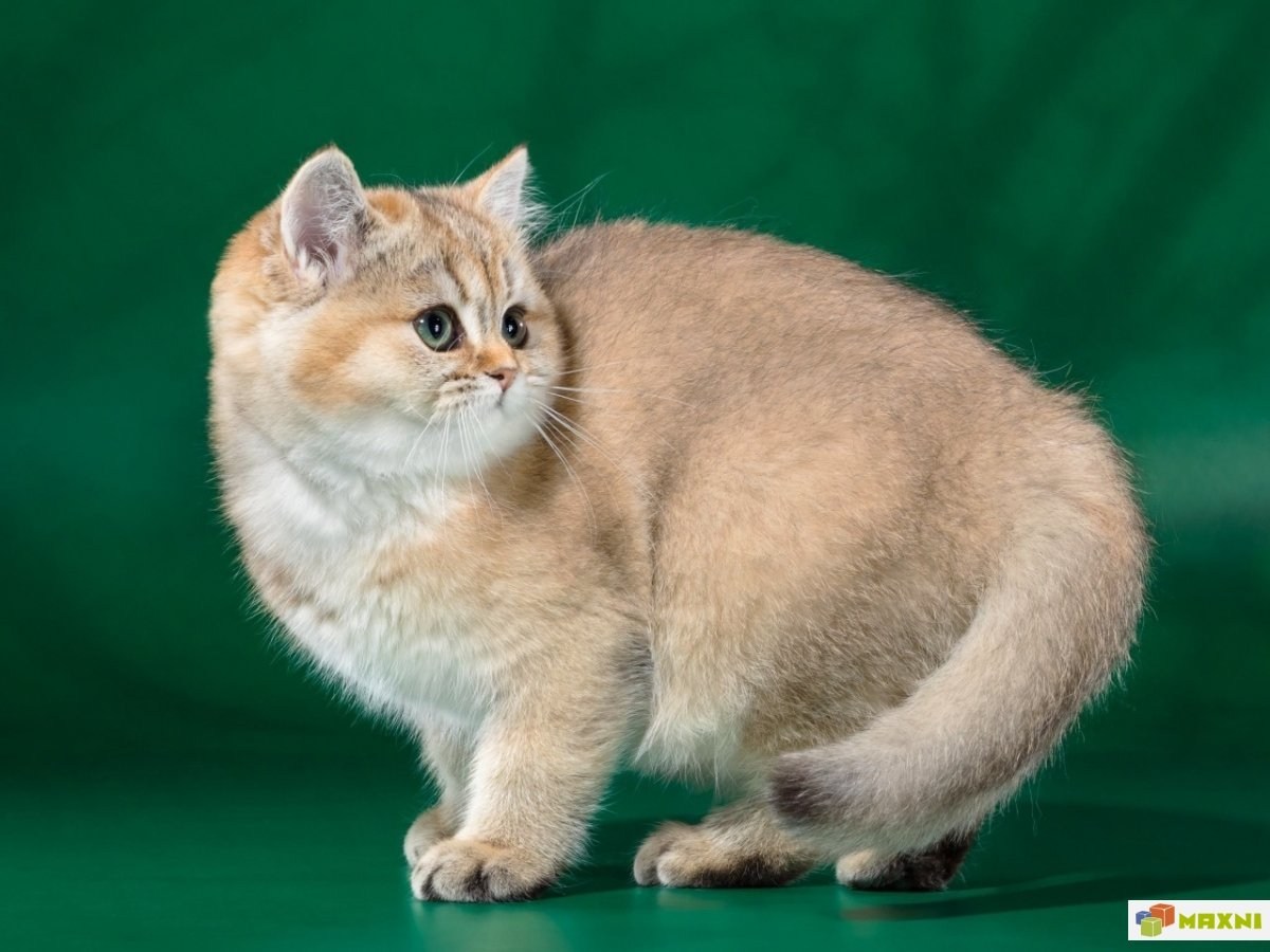 Британский котенок золотистого окраса