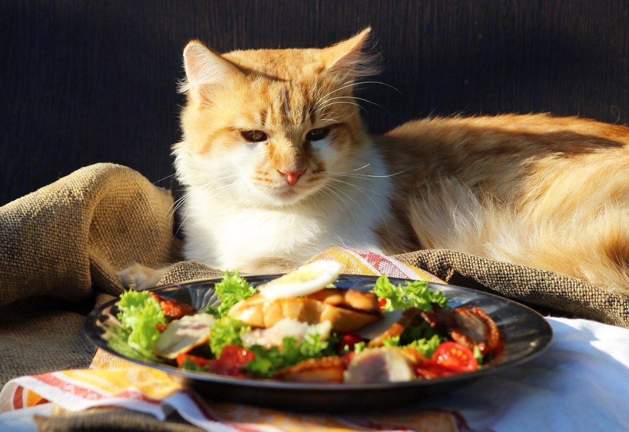 Еда для кошек