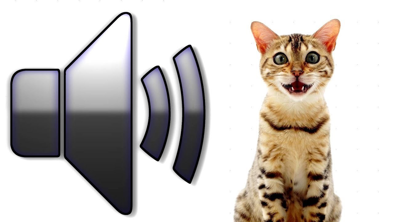 Звуки египта для кошек слушать. Звук кошки. Кошка мяукает звук. Мяуканье котят звуки. Звук Гошка мяукает.