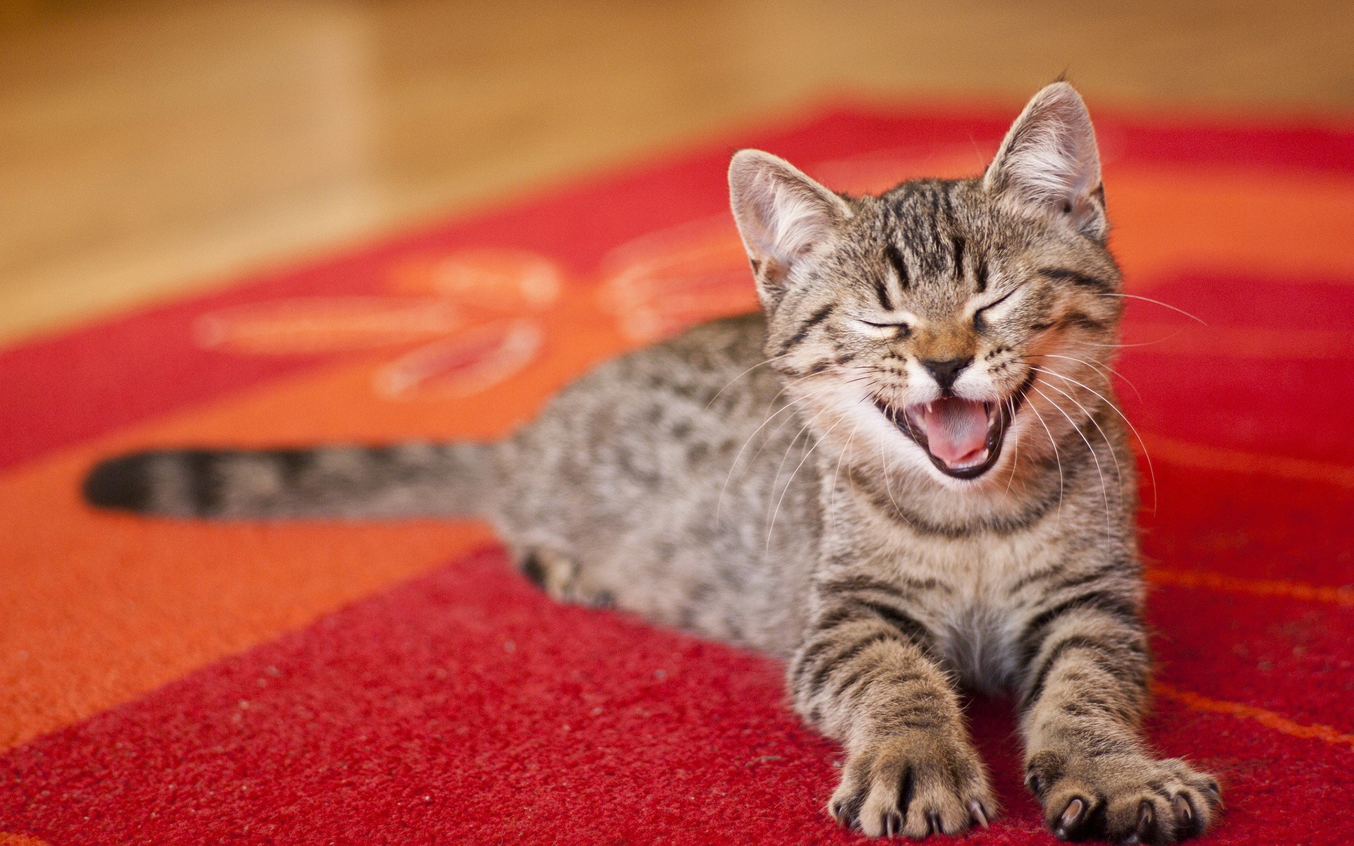 Почему кошки мяукают дома. Кошка на ковре. Коты на ковре. Котенок мяукает. Ковер котик.