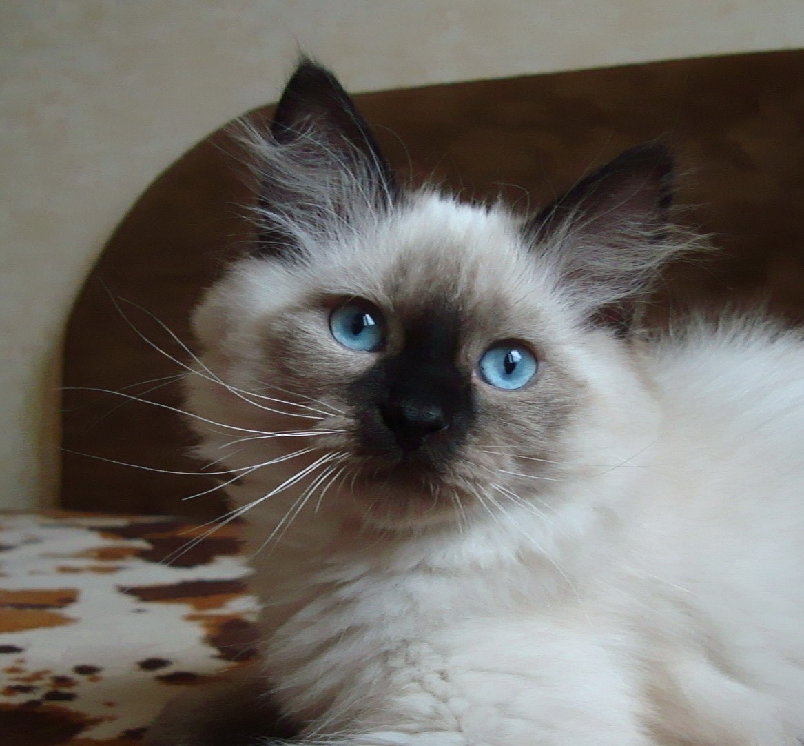 Невская маскарадная кошка коричневая