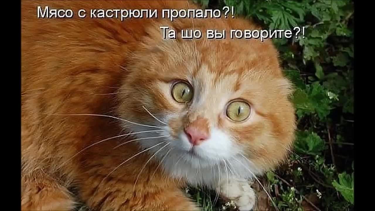 Я уже от этого. Смешной рыжий кот. Смешные рыжие коты с надписями. Рыжий кот с смешными надписями. Смешные рыжие котики с надписями.