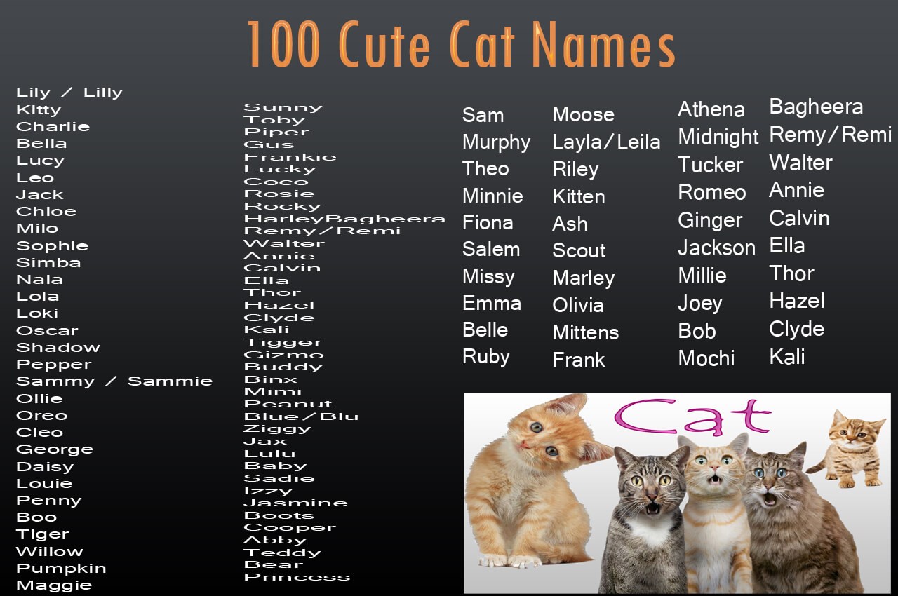 Как называют кошек имена красивые. Имена для кошек. Имя для кошечки. Имена для котят. Красивые имена для кошек.