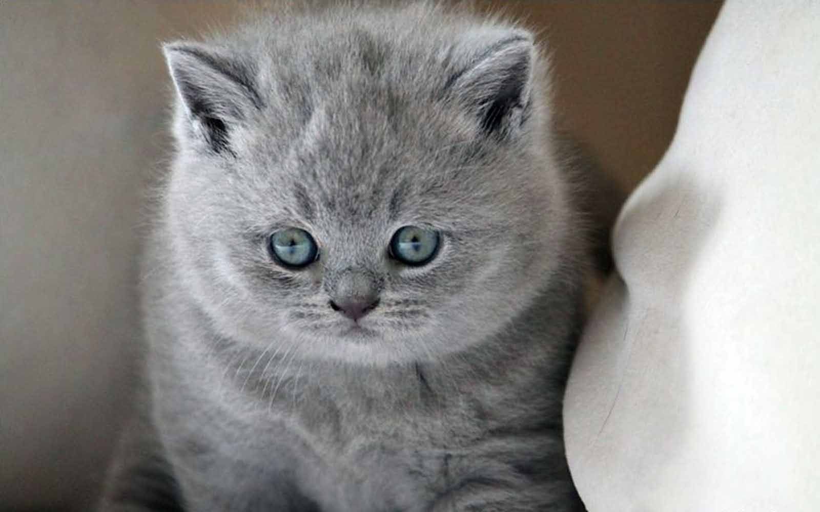 Кличка британца. Красивое имя коту британцу серому. Имена для котят британцев серого цвета. Имя для кота британца мальчика серого цвета. Кличка для британского кота серого цвета.