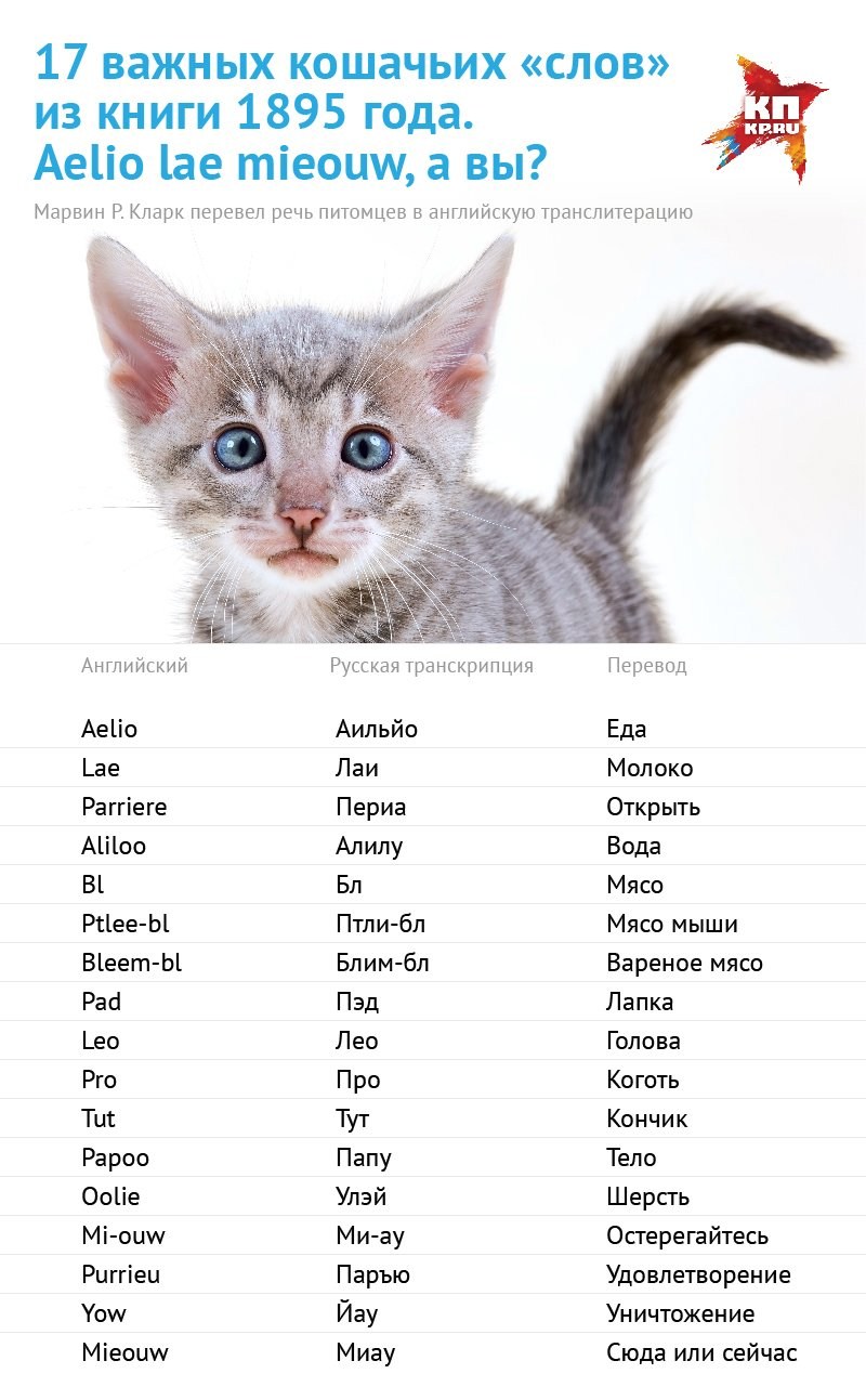 Красивые имена для котов мальчиков - картинки и фото koshka.top