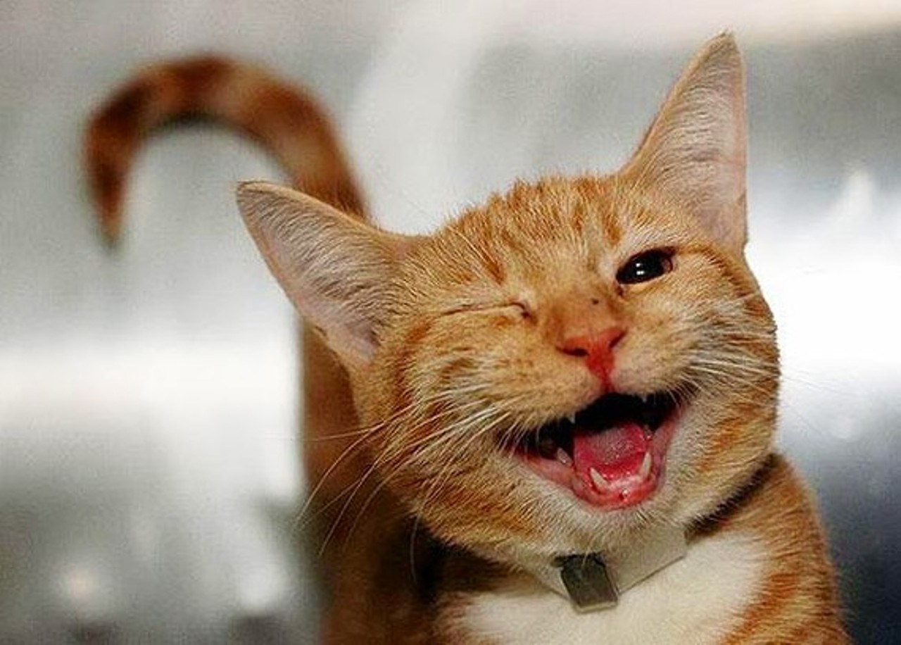 счастливый котик картинки