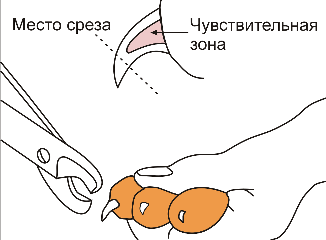 Подрезка когтей