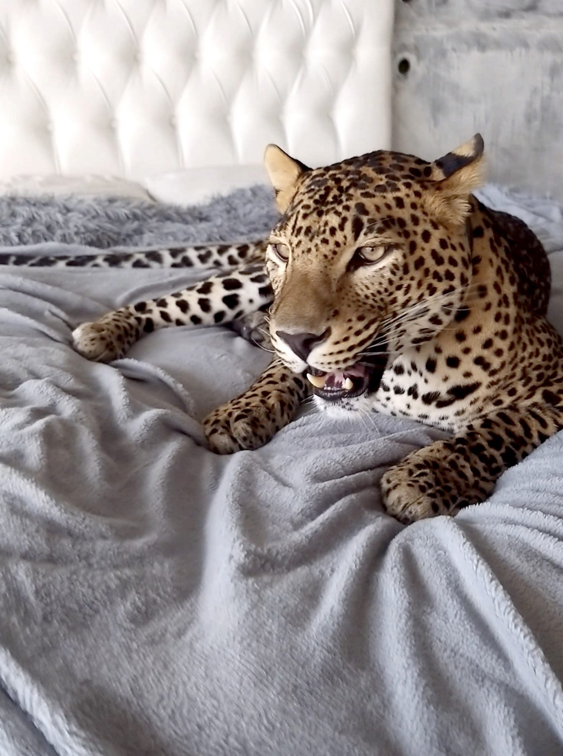 Купить живого животного. Домашний леопард. Домашний гепард. Леопард в квартире.