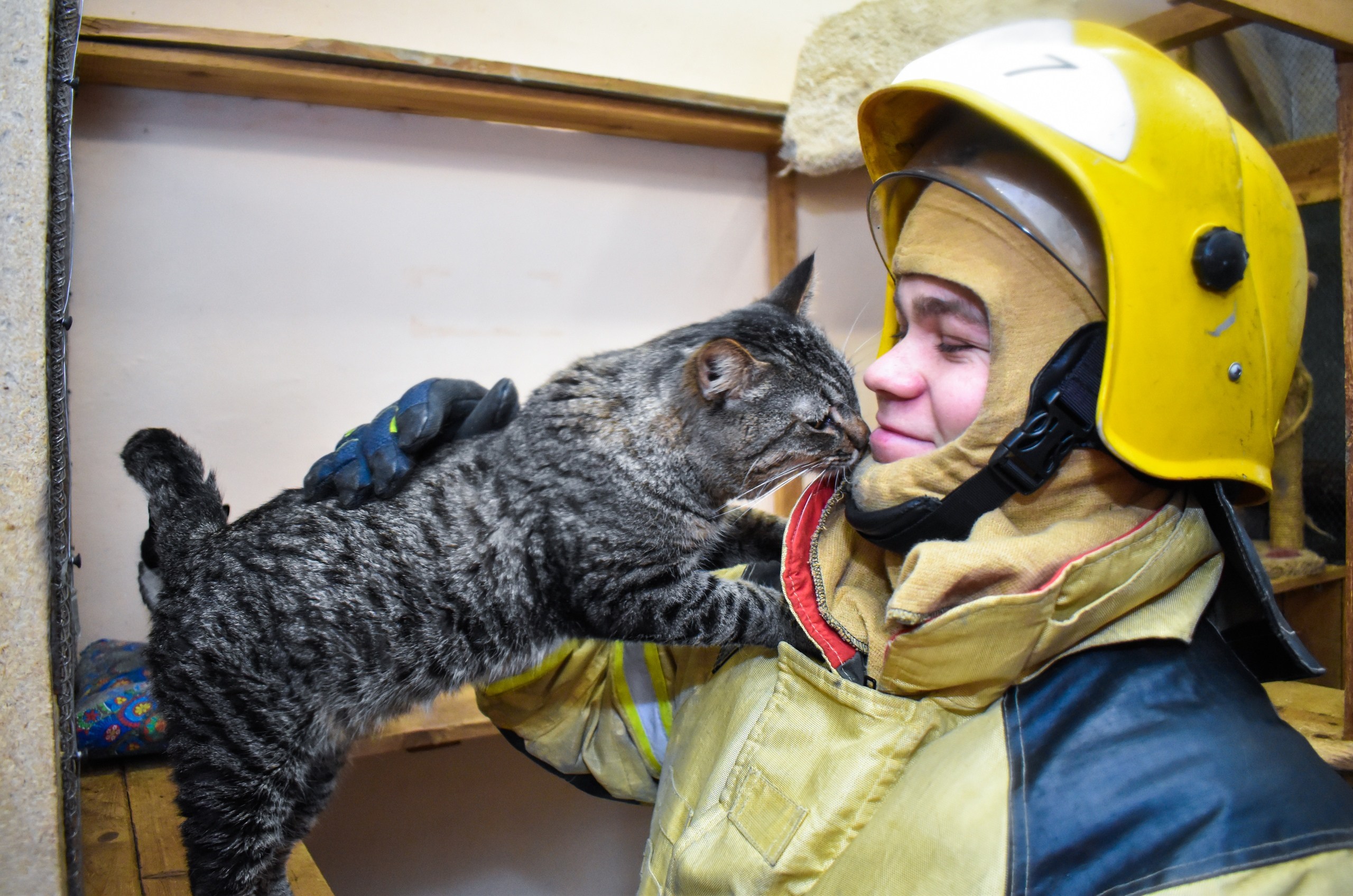 Кот пожарный. МЧС России спасение животных. Пожарный спасает кота. Спасем животных.