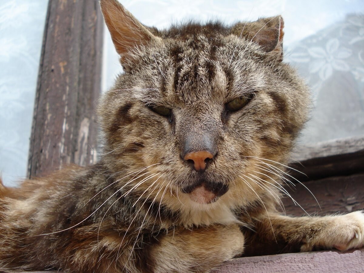 Фото облезлая кошка