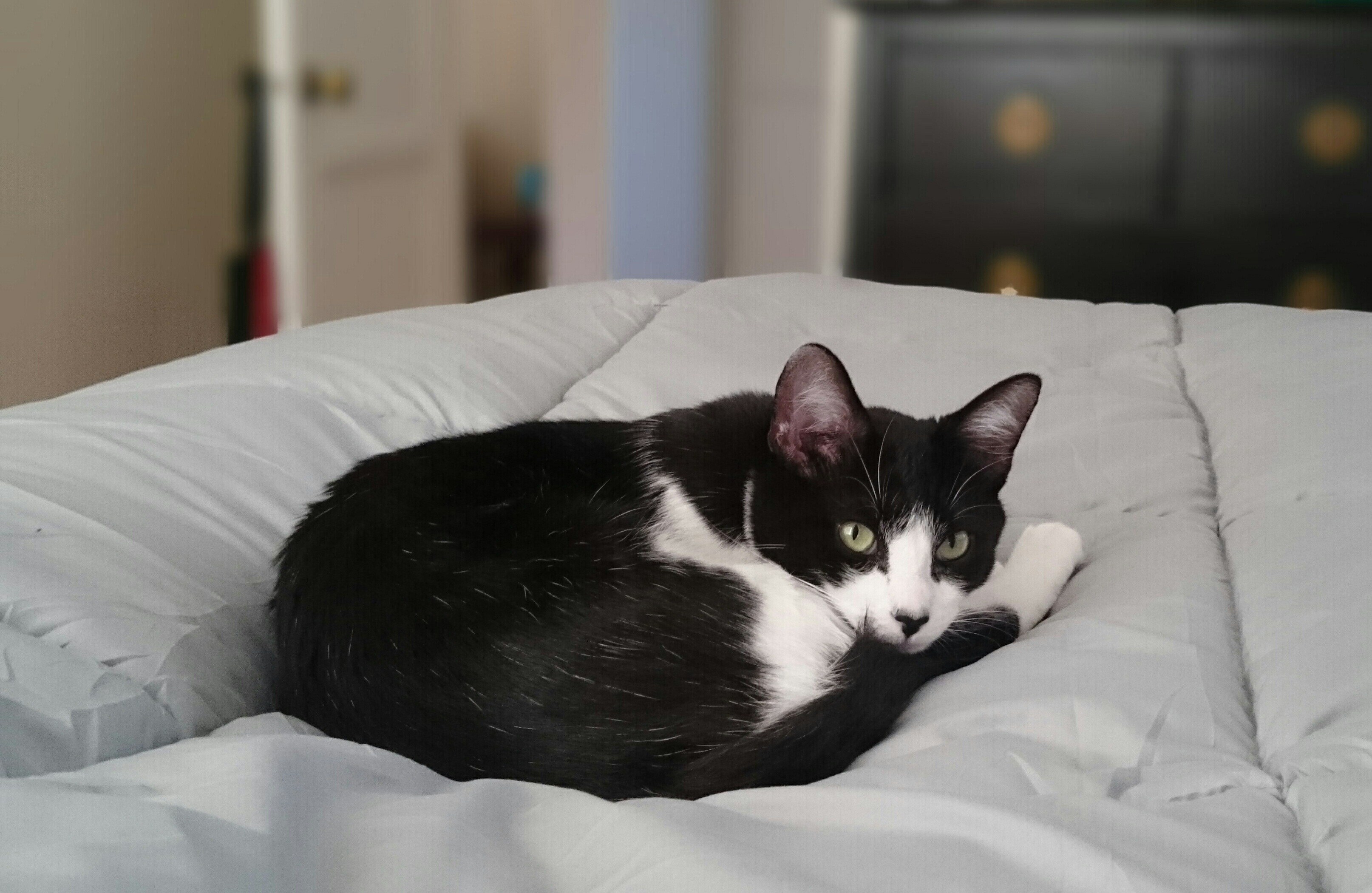 Котенок в постели. Кровать для кошки. Кот в кровати. Лежачая кошка. Кошка лежит.