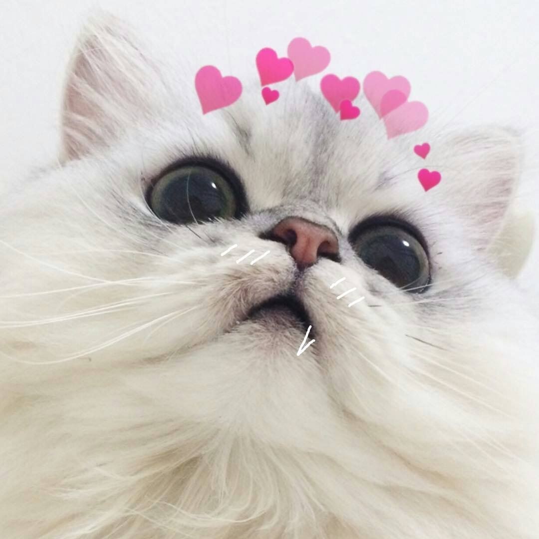 Кошка с сердечками над головой