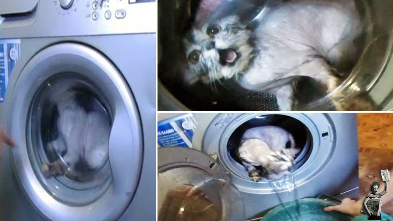 Включи видео застрял. Кота постирали в стиральной. Кот в стиральной машинке. Котенок в стиральной машине. Кошка постиралась в стиральной машине.