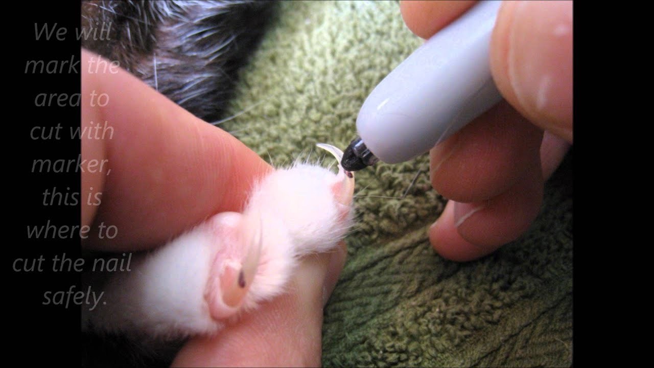 Как подстричь ногти кошке стоимость