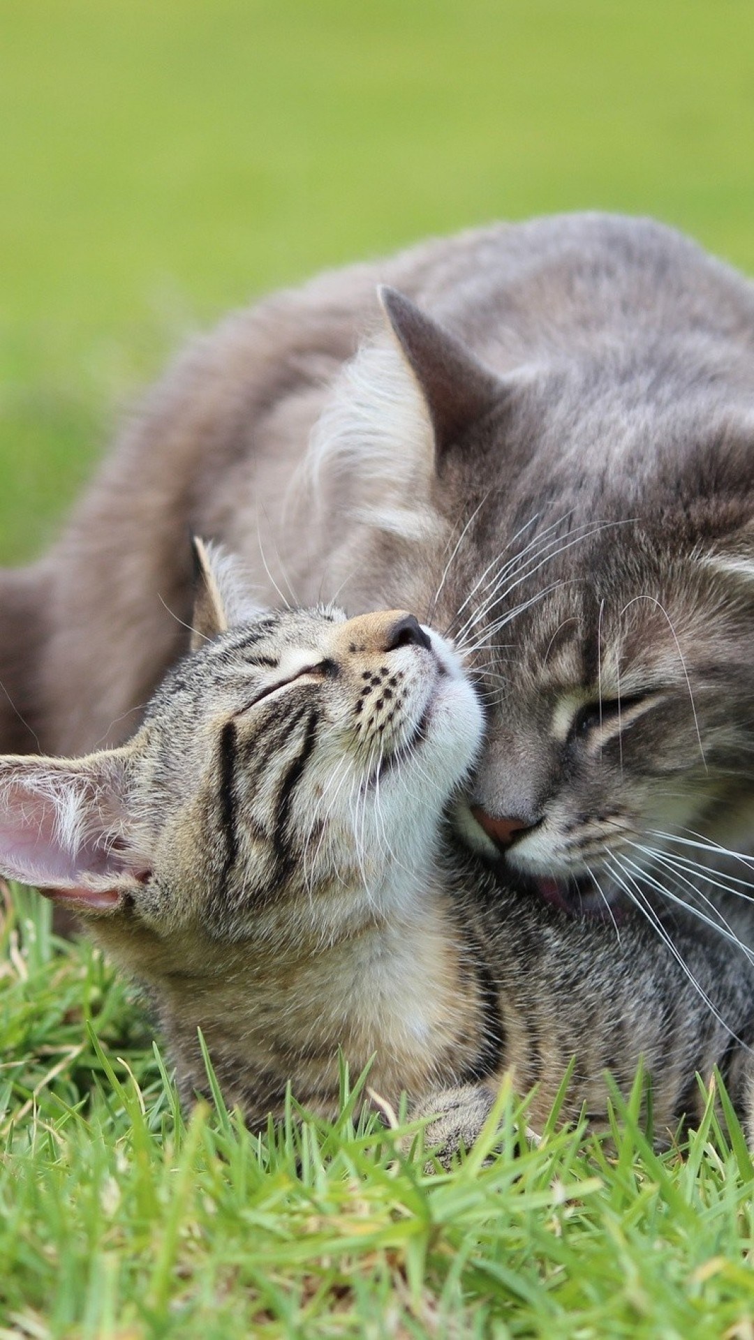 Cat's love. Котики любовь. Кошачья любовь. Кошка с котятами. Любящие котики.