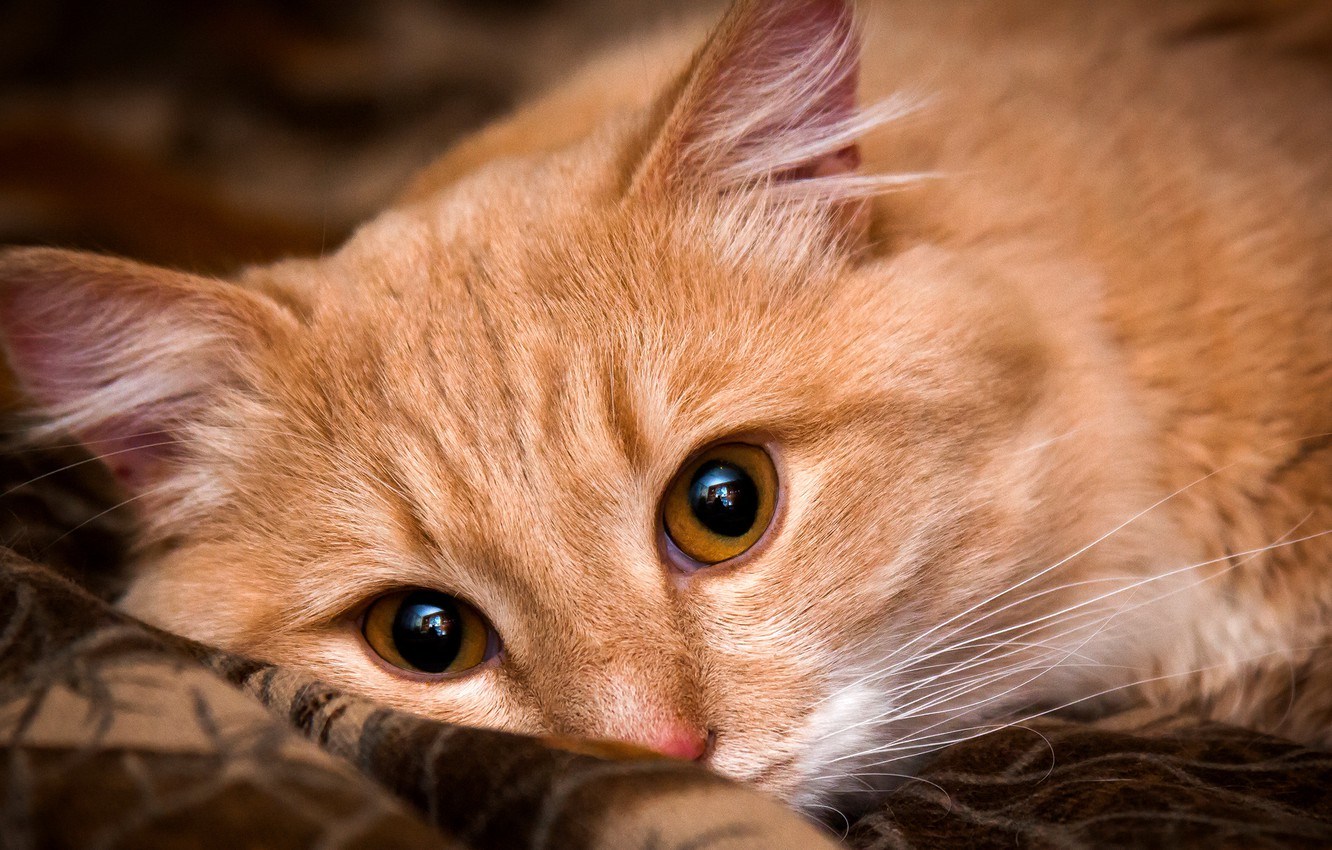 Анатолийская кошка рыжая. Котенок с карими глазами. Серо рыжие коты. Рыжий кот с зелеными глазами.