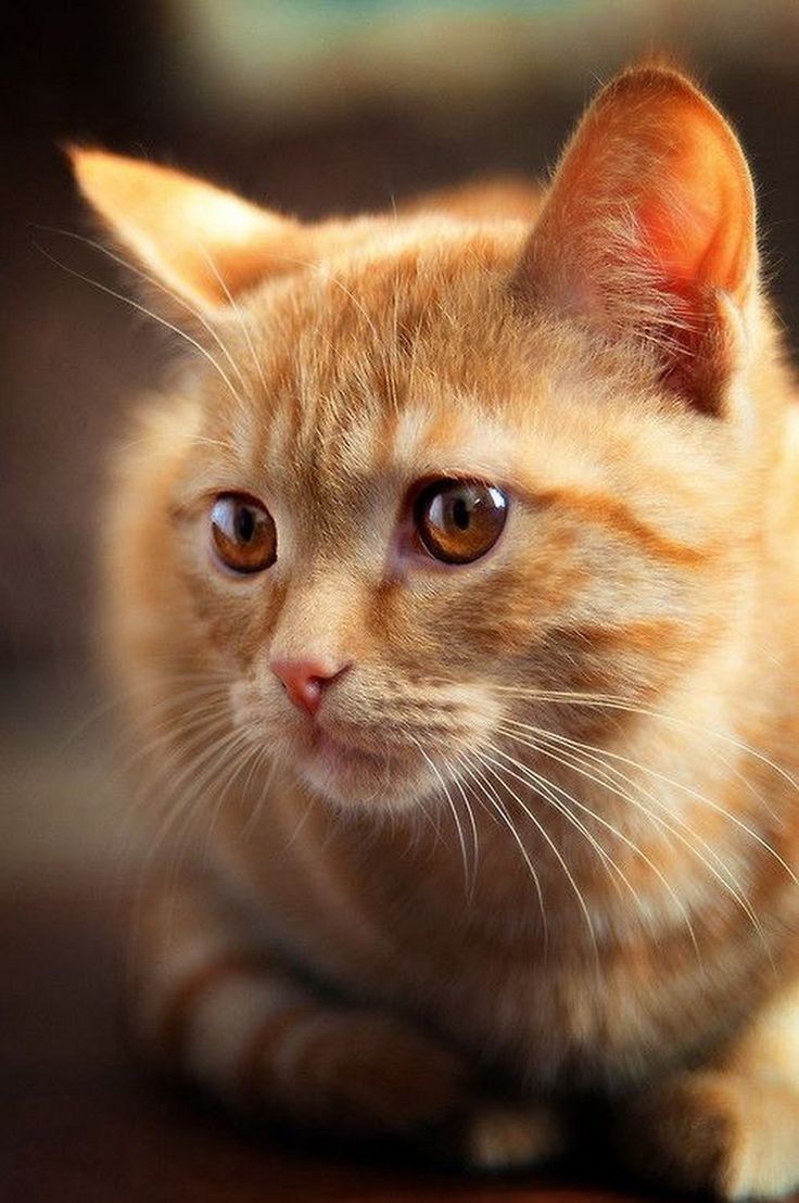 Кот с карими глазами - картинки и фото koshka.top