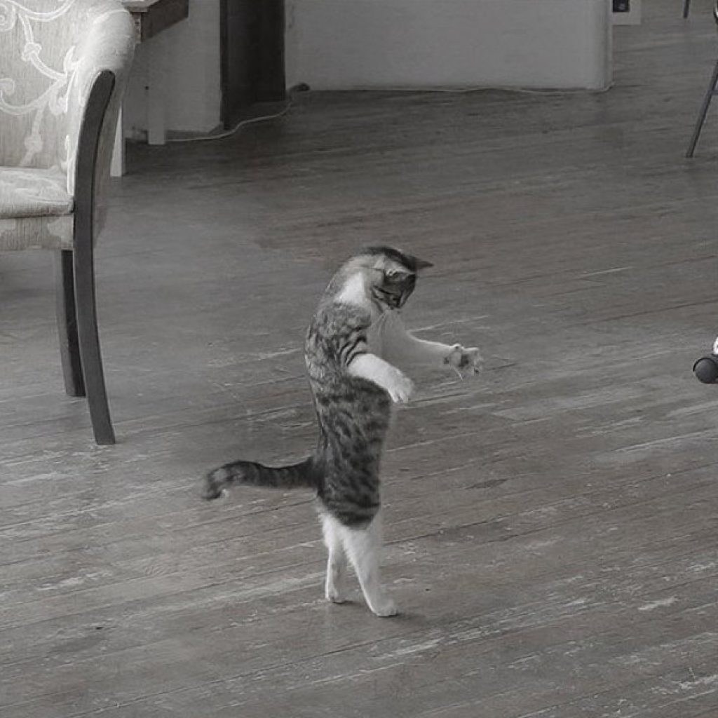 Видео прикол танец. Танцующие коты. Танцующая кошка. Котенок танцует. Смешные Танцующие котики.