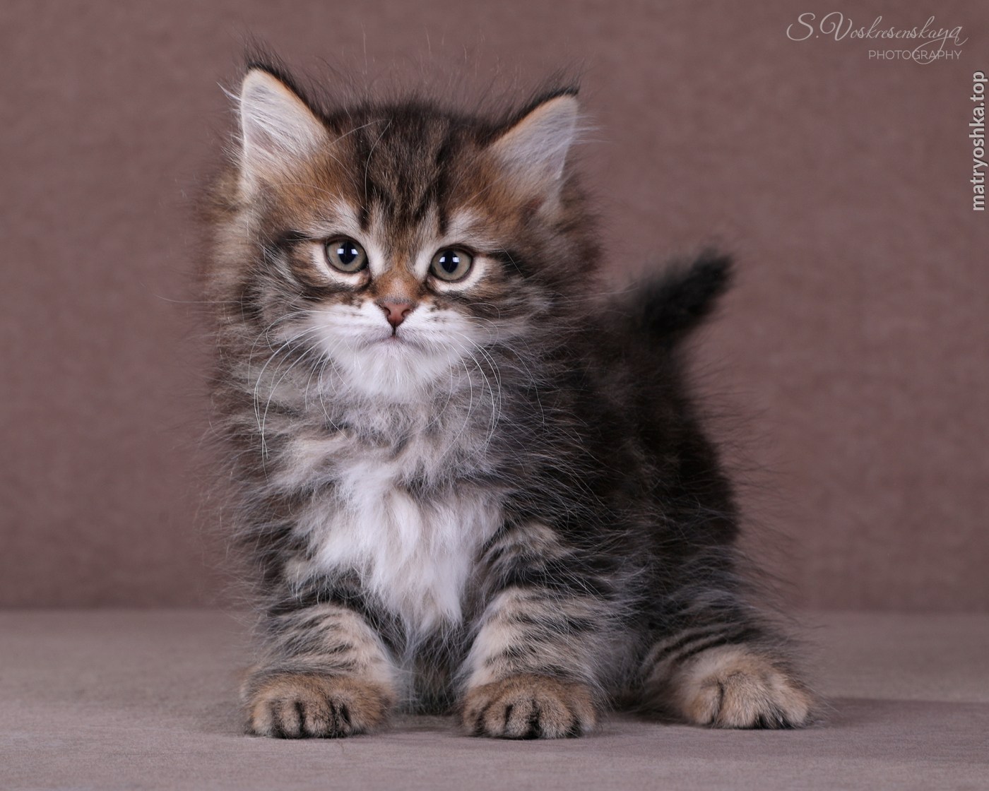 Сибирский котенок мраморного окраса