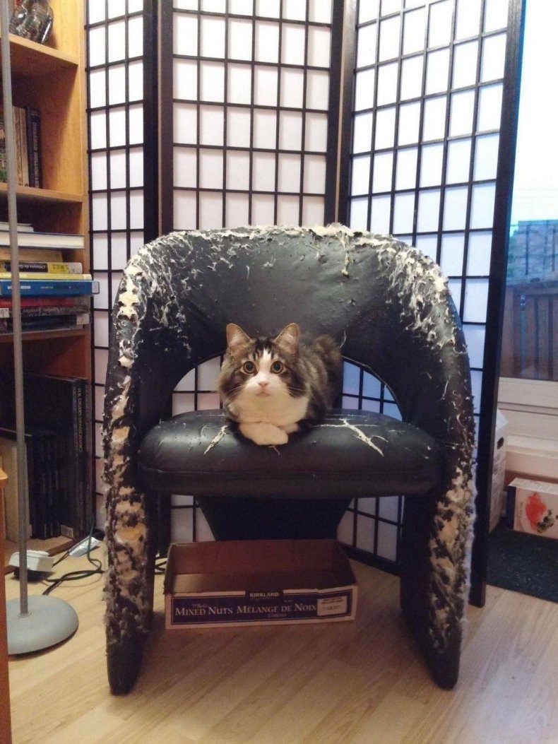 Кот подрал кресло