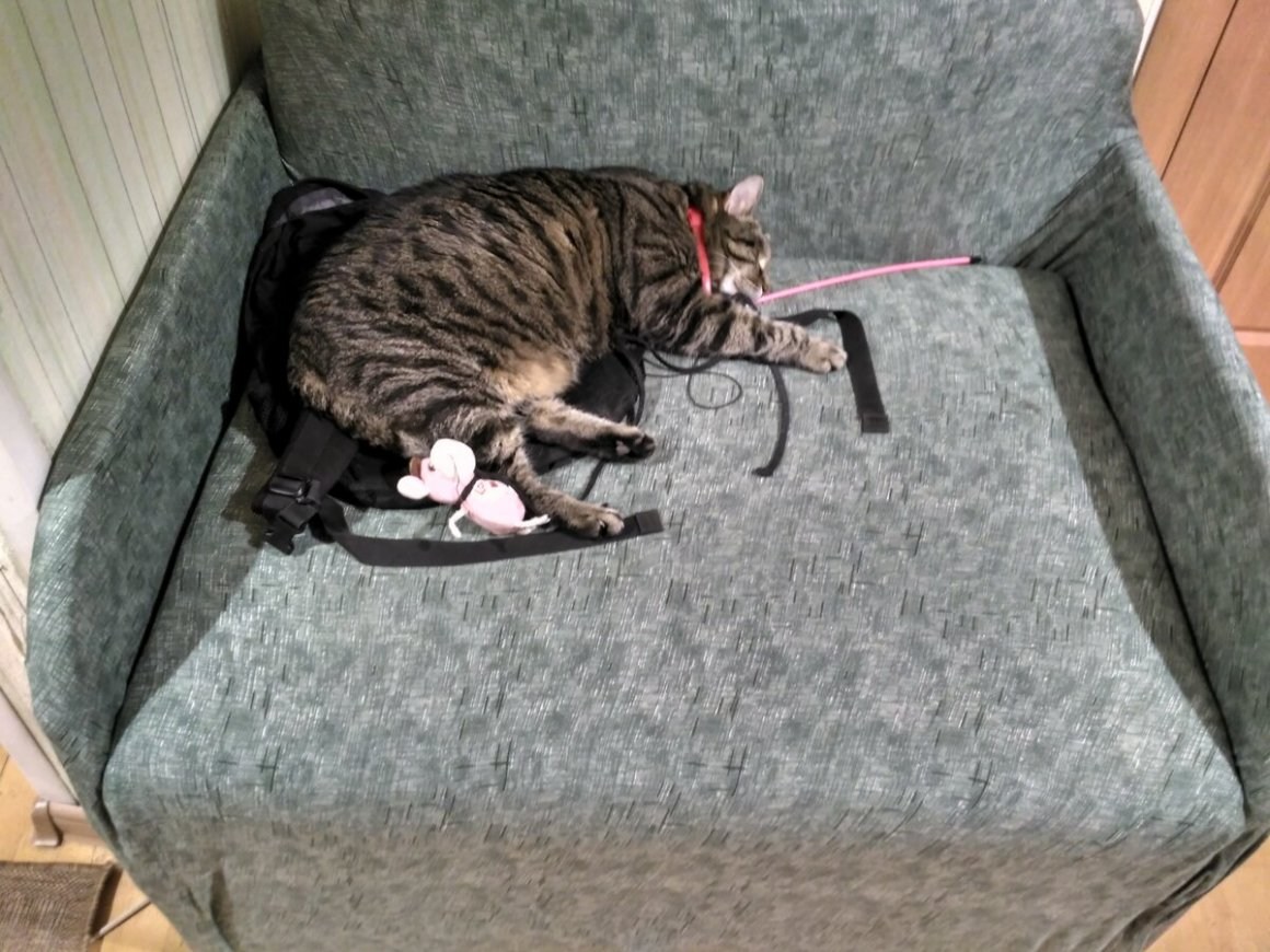 Кошка подрала диван