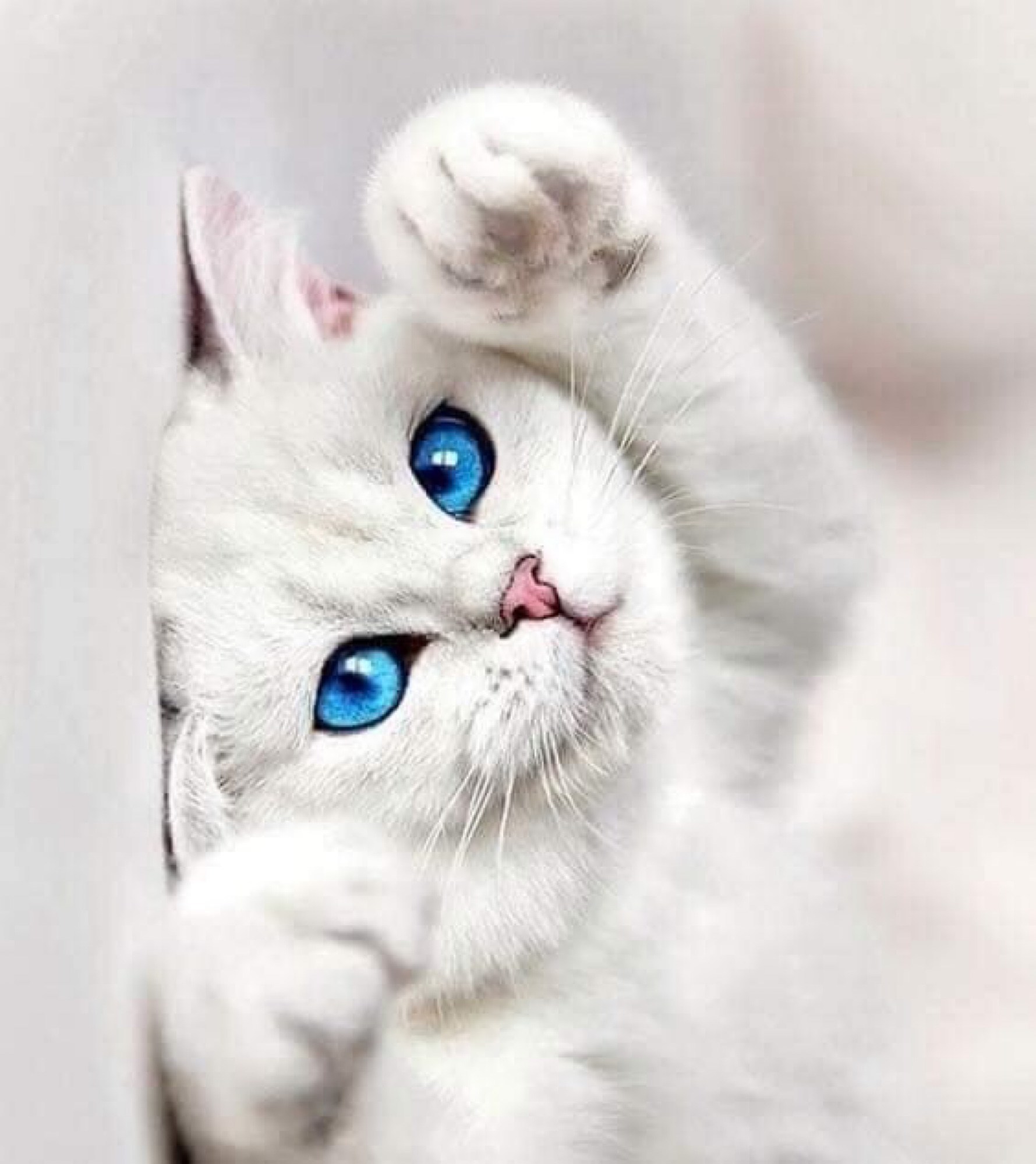 Красивая кошка с голубыми глазами
