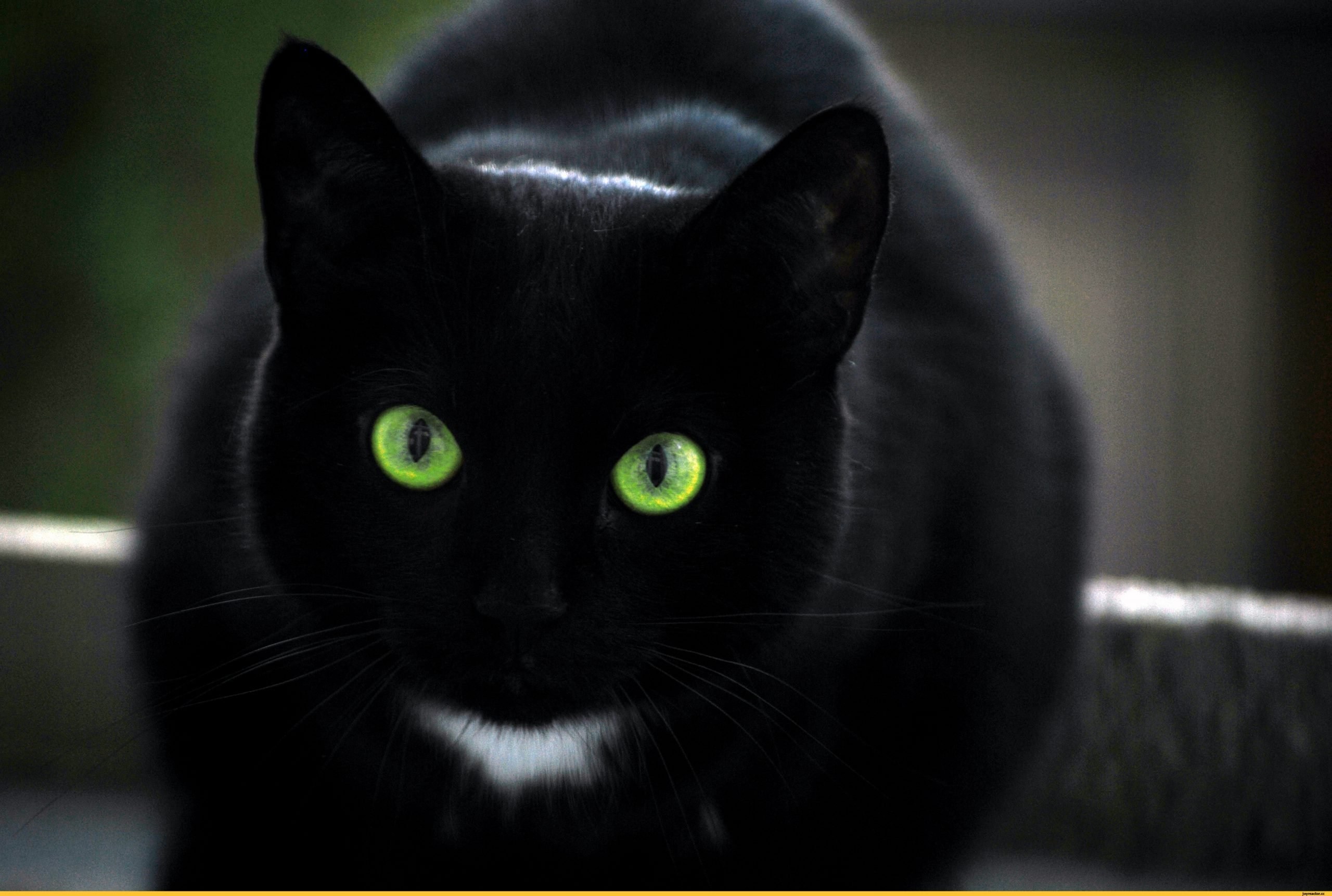 Черный кот с зелеными глазами порода - картинки и фото koshka.top