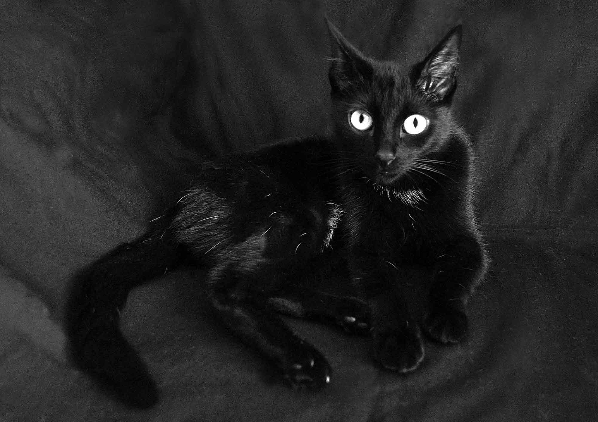 Черней черных картинки. Белый кот с черными глазами. Черный кот картинки. Черное фото. Облезлая черная кошка.