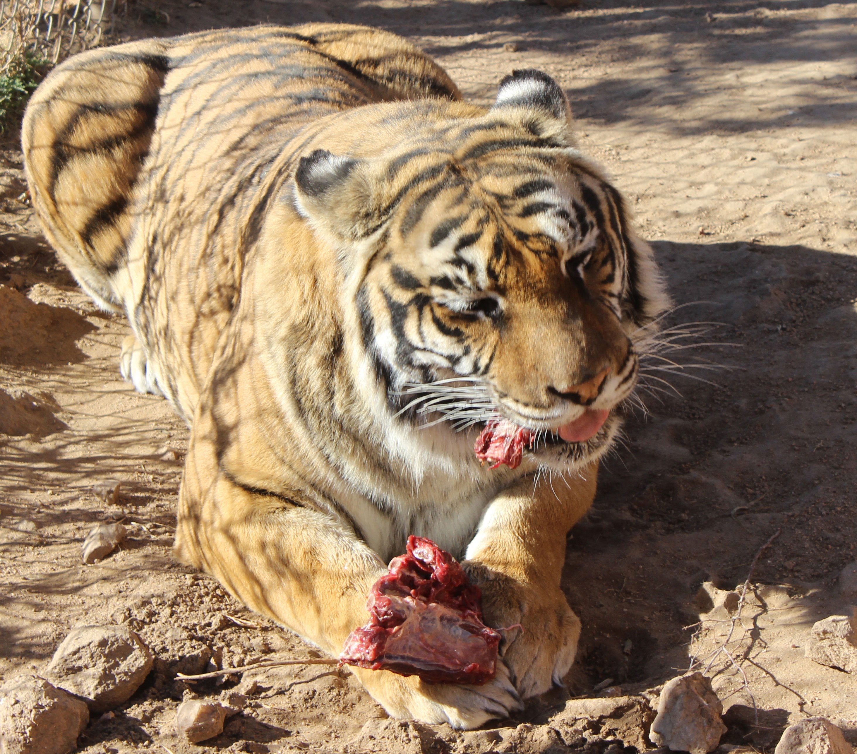 Тигр есть мясо. Голодный тигр. Настоящий тигр.