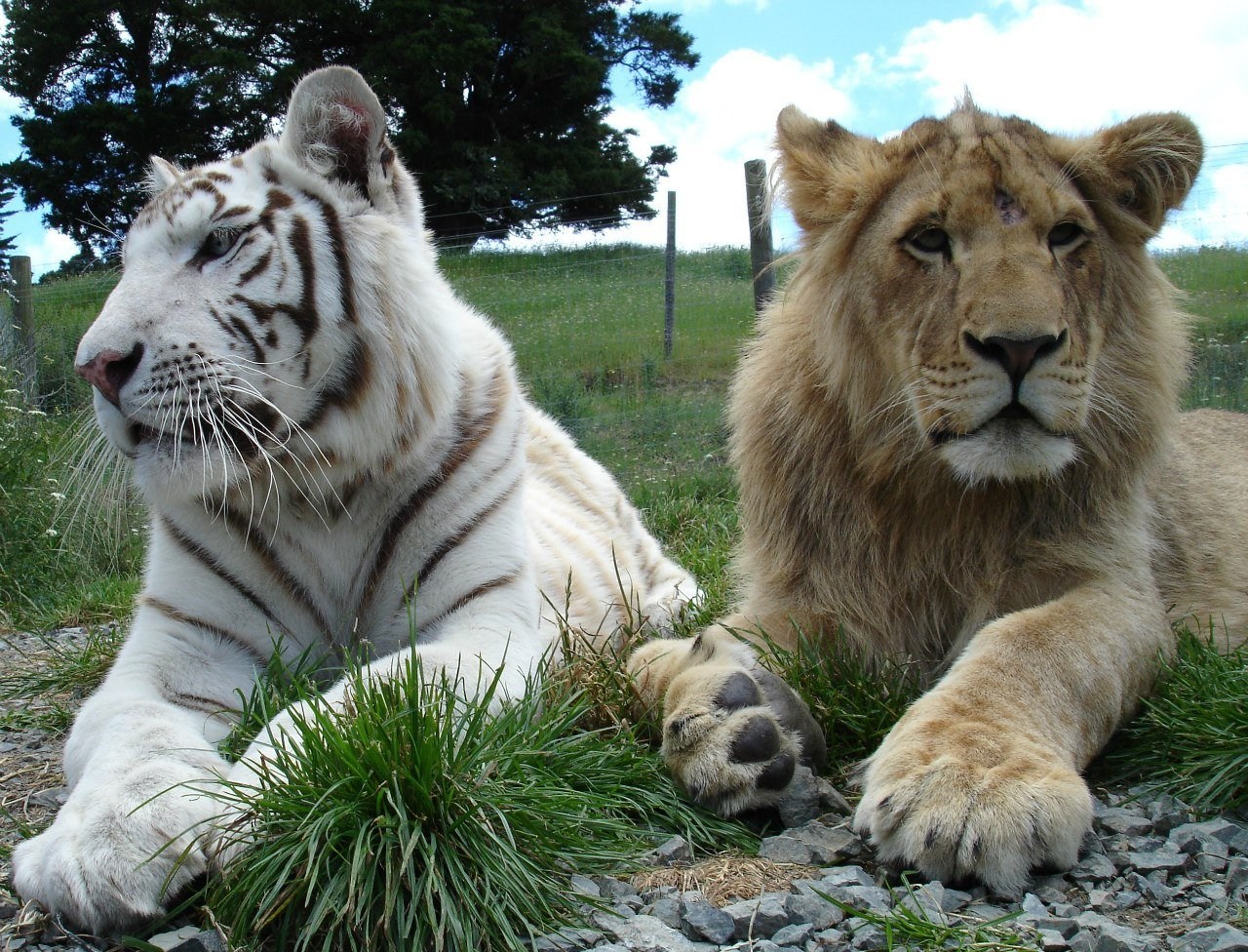 Что за лев этот тигр mp3. Тигролев Геркулес. Белый тигр и Лев. Лион Тигер. Лев и тигр.