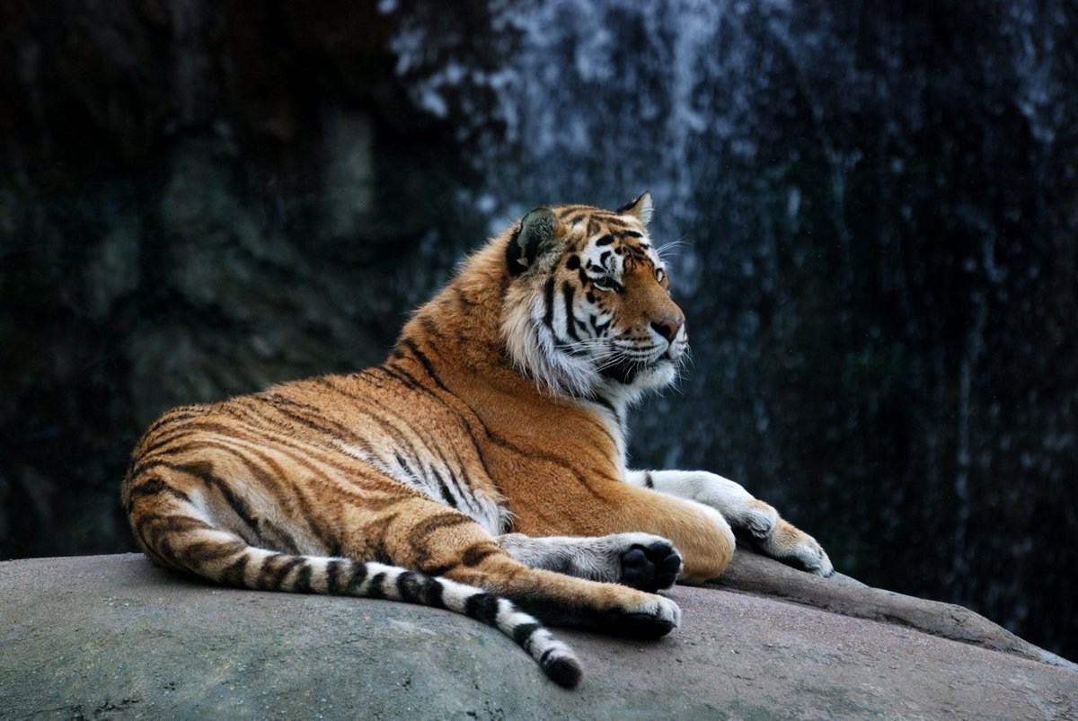 Что за лев этот тигр mp3. Тигриный Лев. Лигр и ТИГОН. Тигролев Геркулес. Львиный тигр.